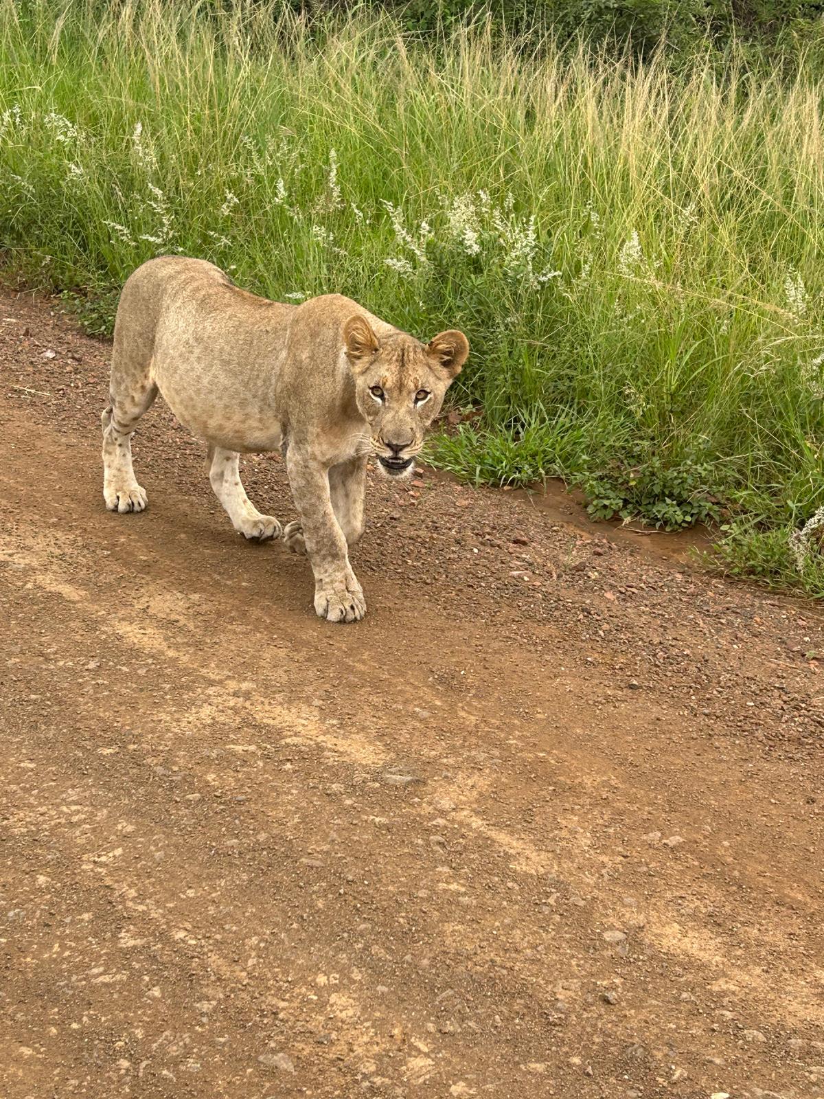 Rhonda LaFosse: lioness close up to the research truck