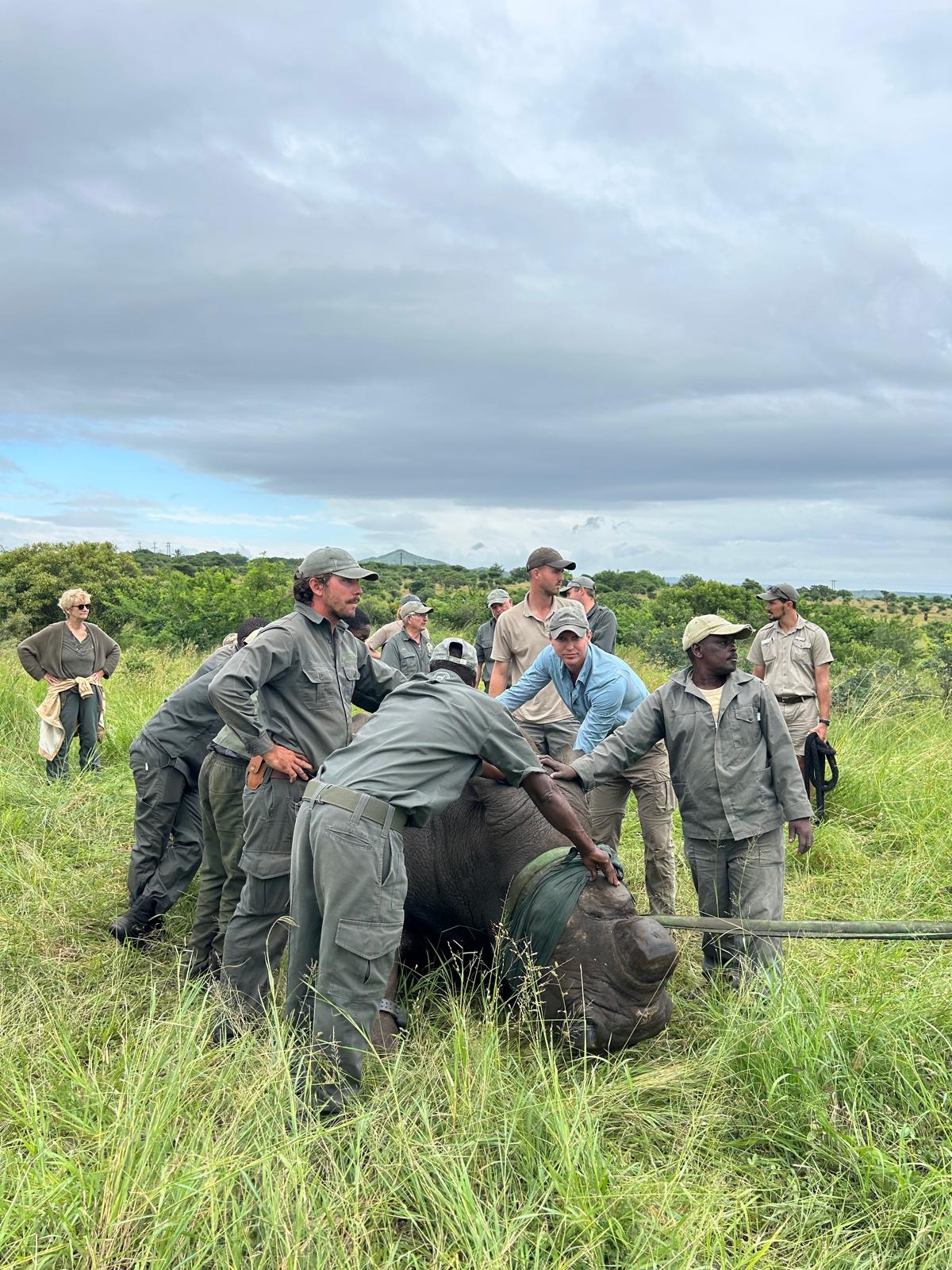 Rhonda LaFosse: rhino translocation