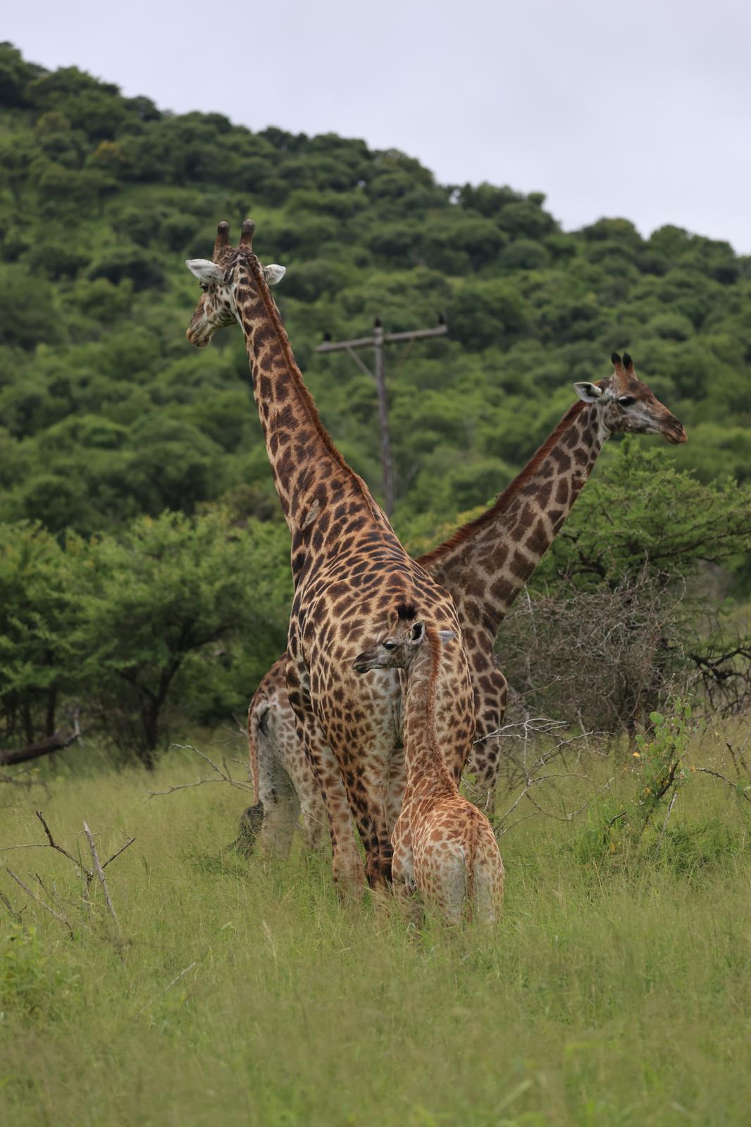 Rhonda LaFosse: family of giraffe