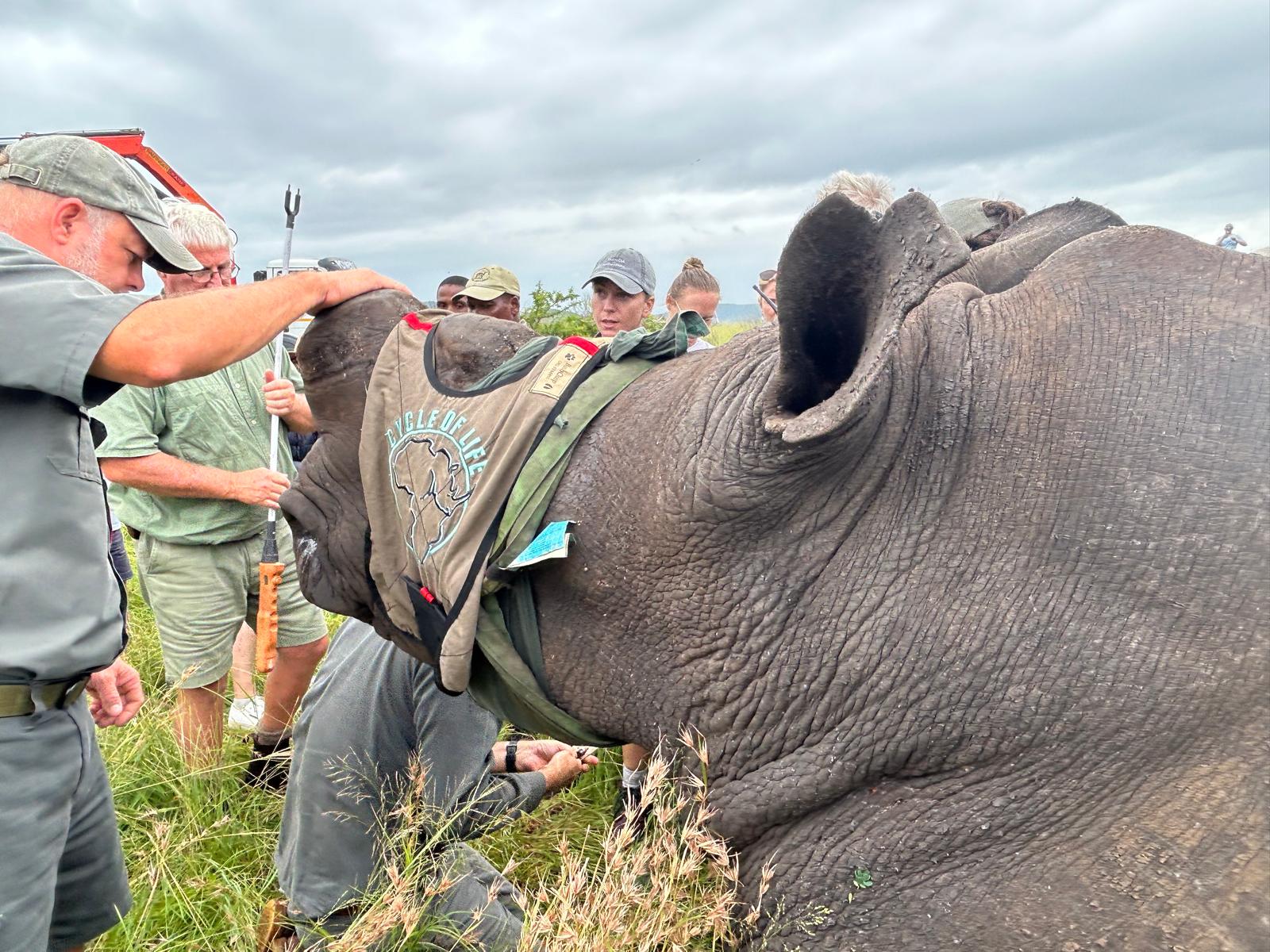 Rhonda LaFosse: rhino translocation