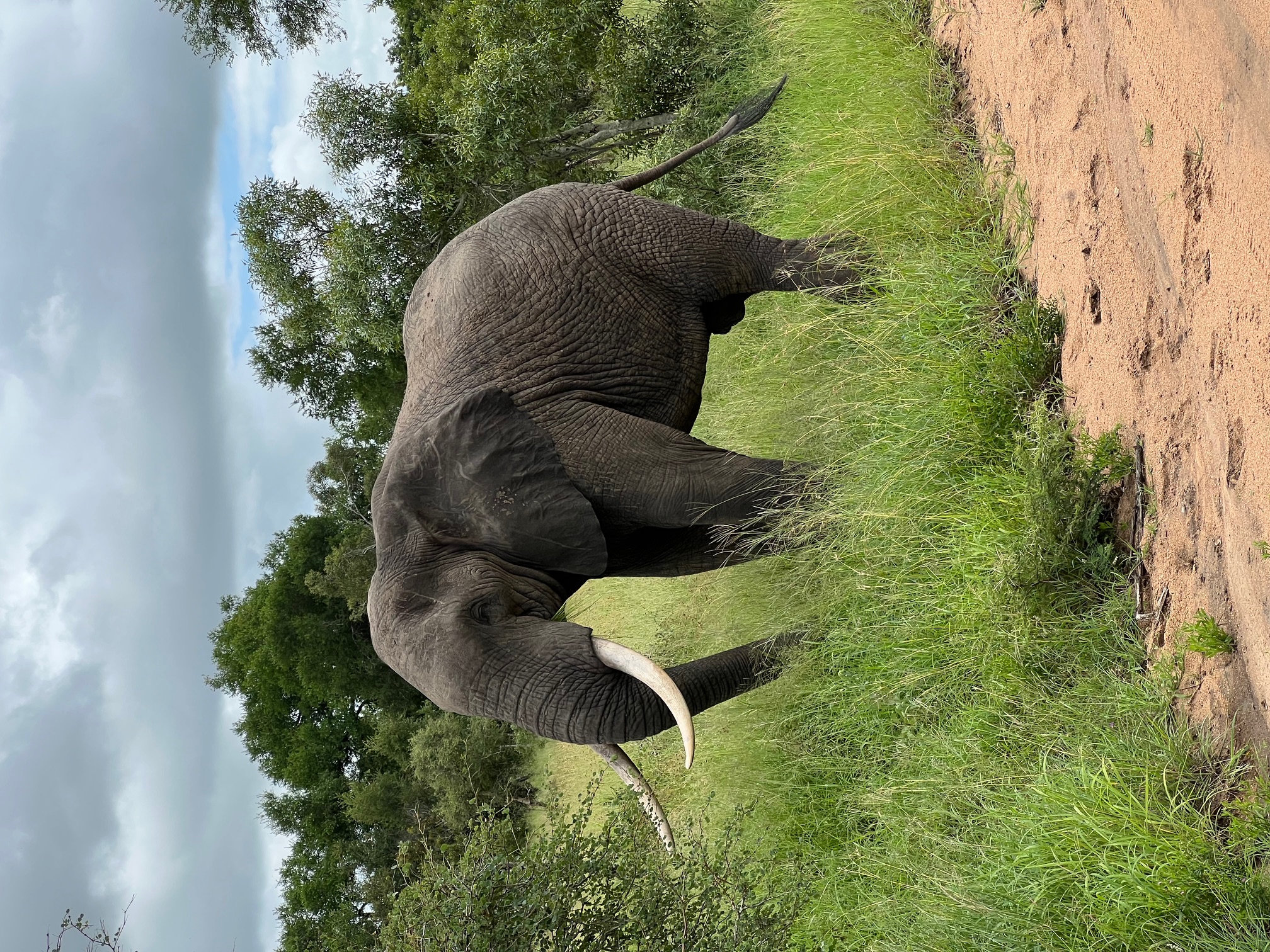 Tyler Neufeld: portrait of elephant in the bush