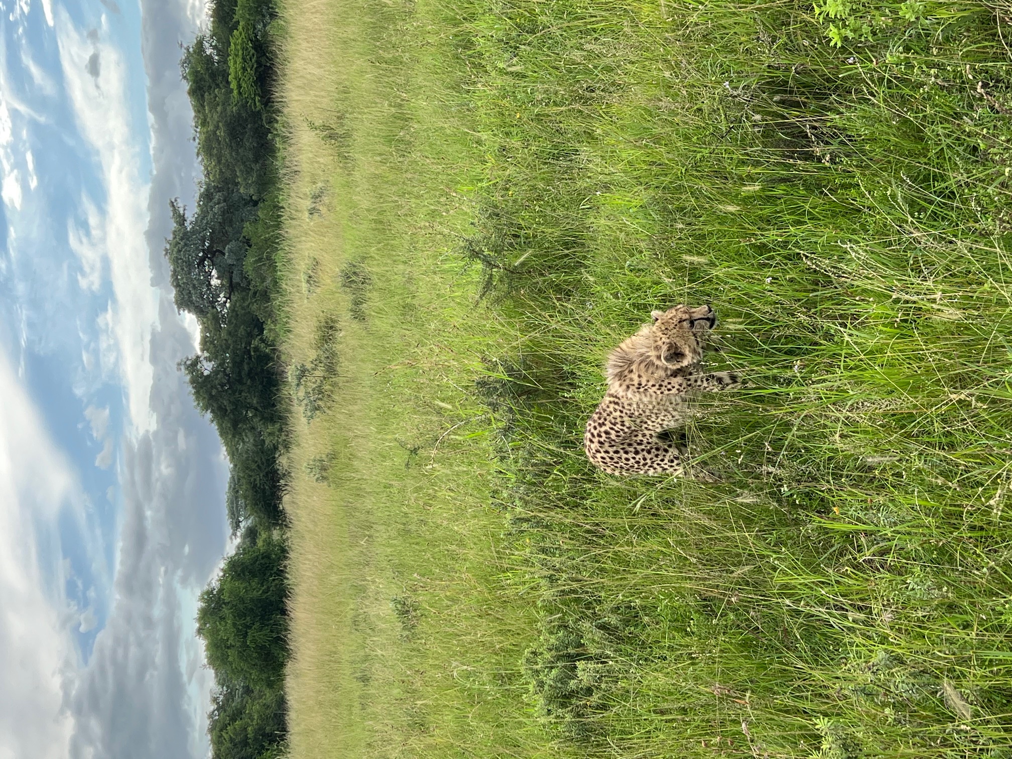 Tyler Neufeld: cheetah in the bush