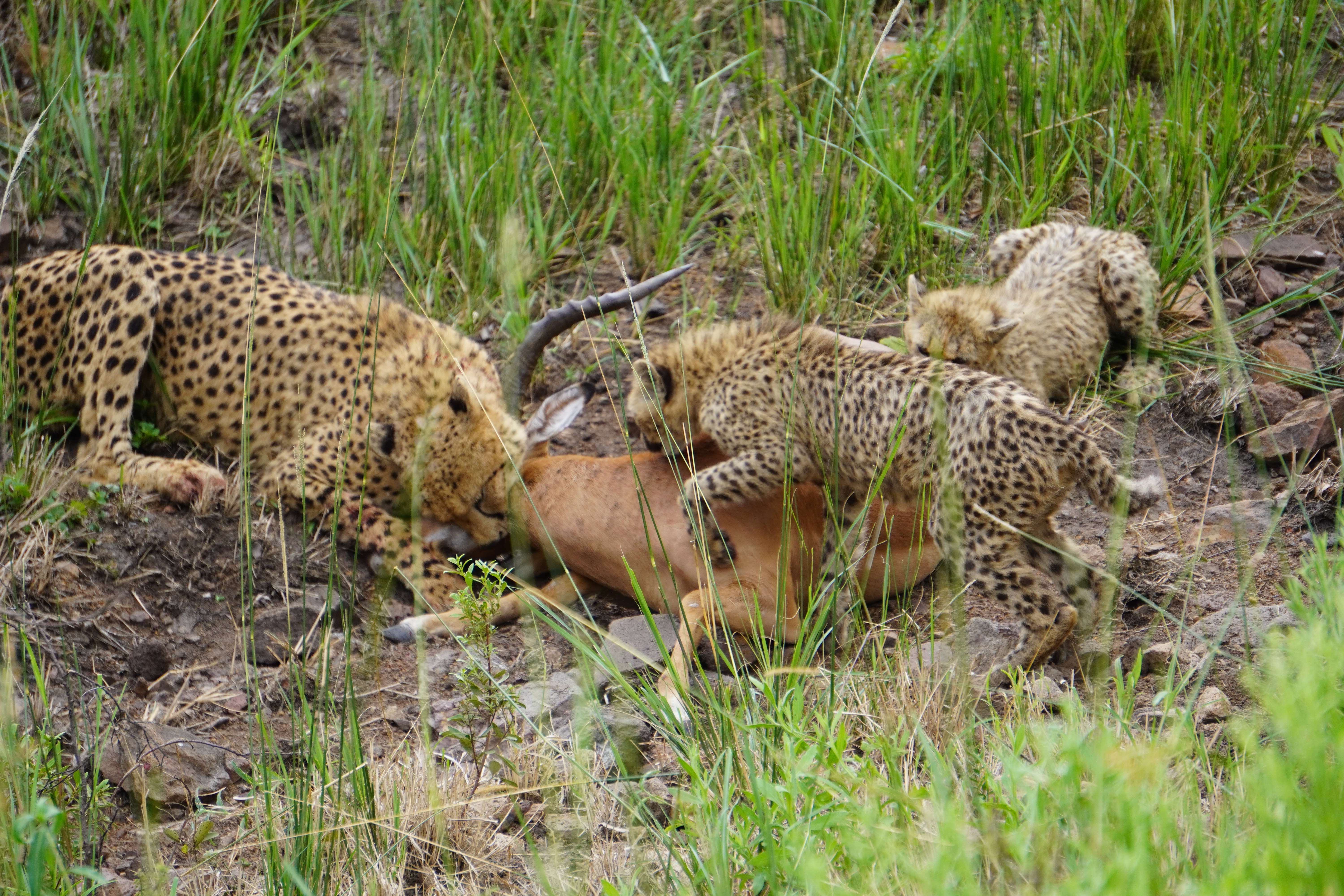 Tyler Neufeld: cheetahs feeding on a gazelle 