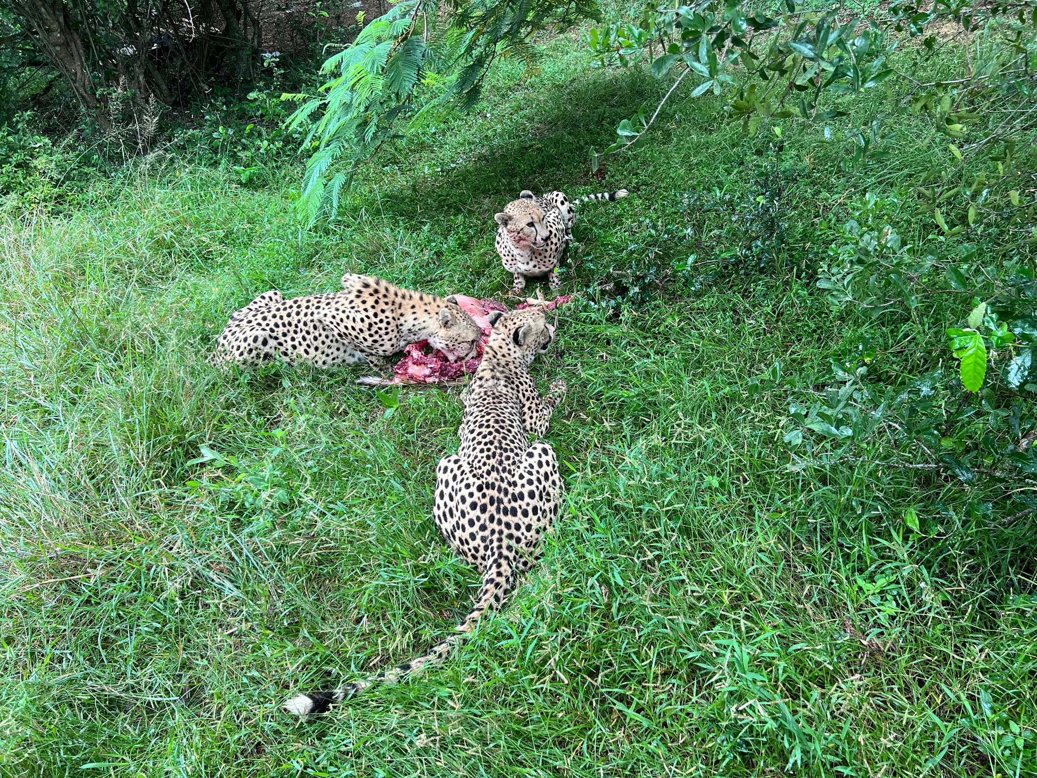 Tyler Neufeld: cheetah feeding on a dead animal
