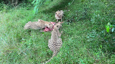 Tyler Neufeld: cheetah feeding on a dead animal