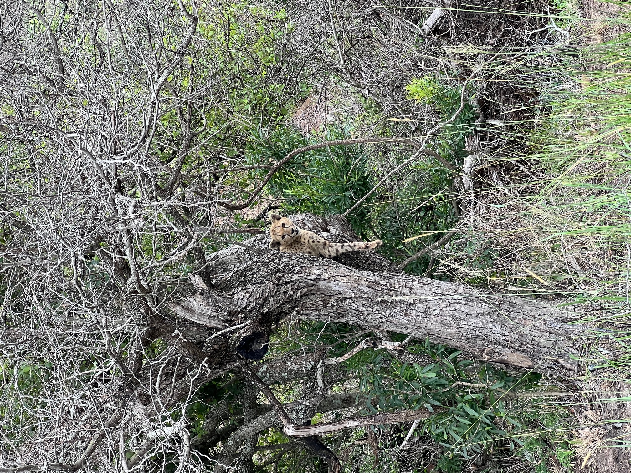 Tyler Neufeld: cheetah in a tree