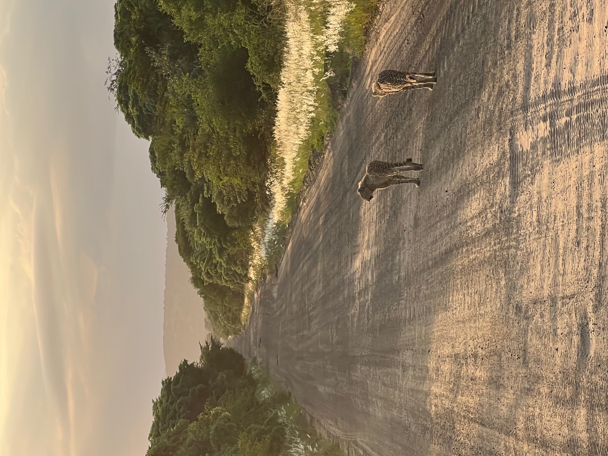 Tyler Neufeld: cheetah on the track