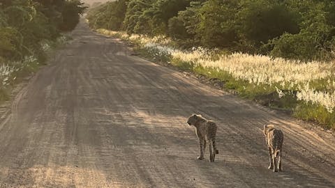 Tyler Neufeld: cheetah on the track
