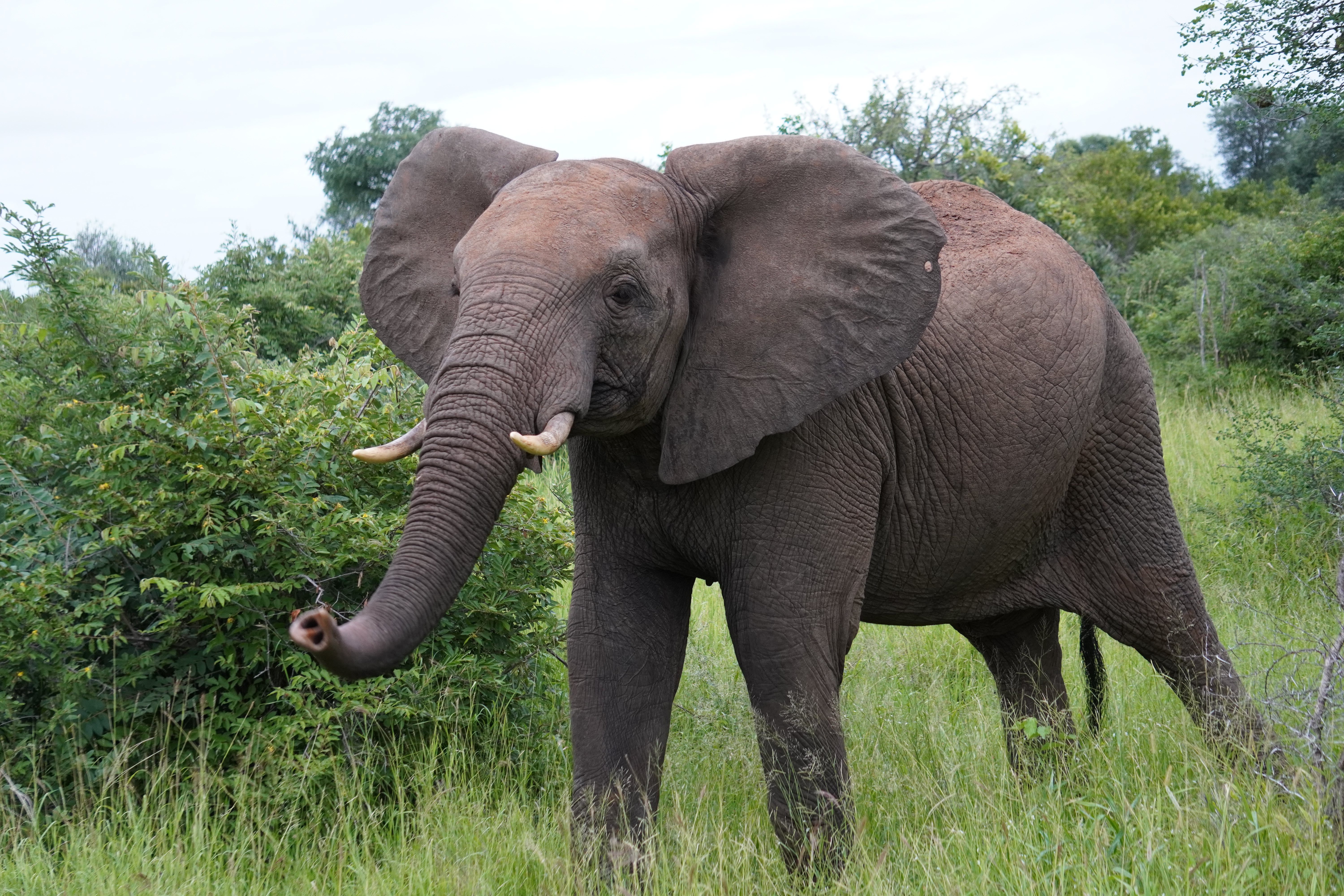 Tyler Neufeld: elephant close up in the bush