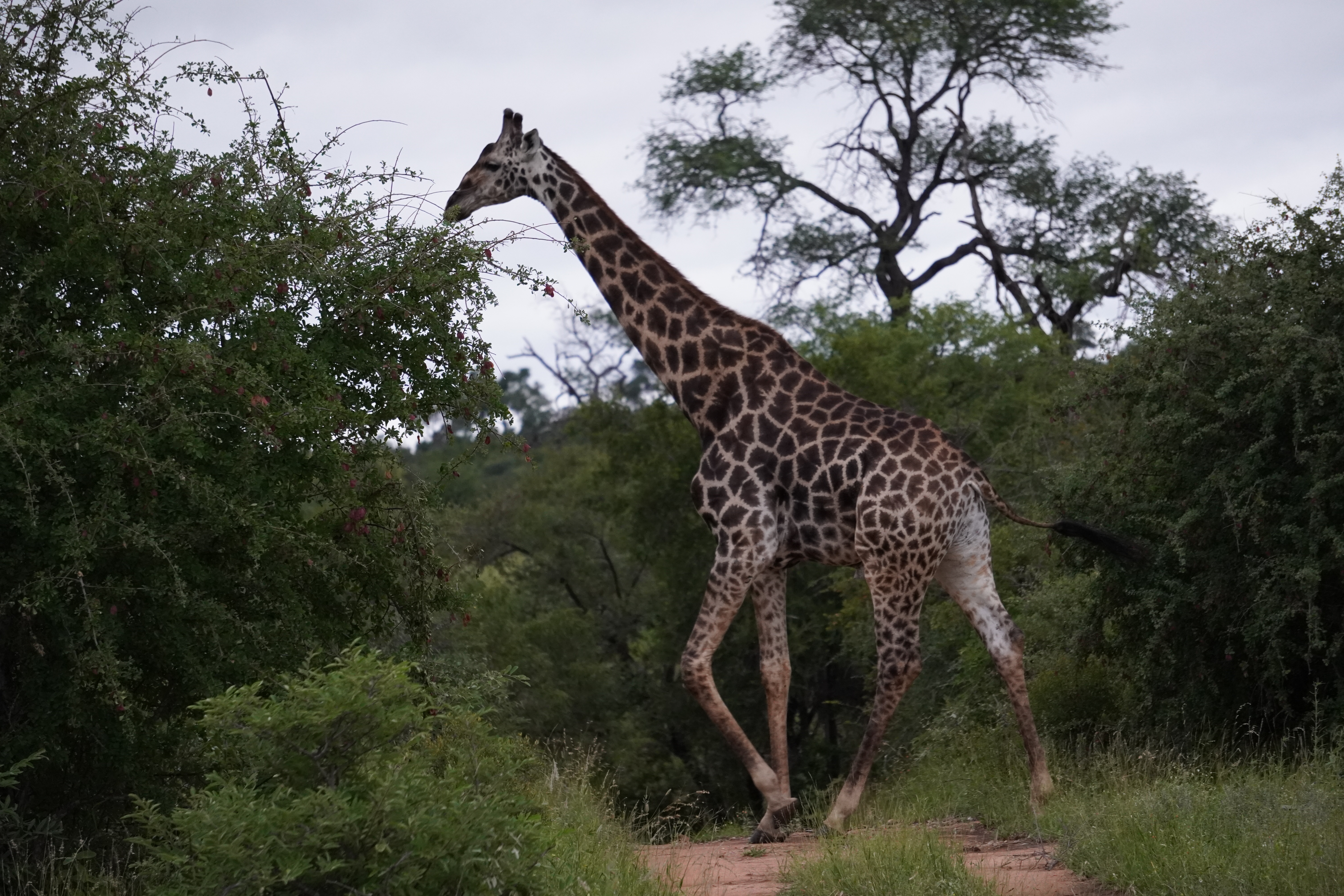 Tyler Neufeld: giraffe close up 