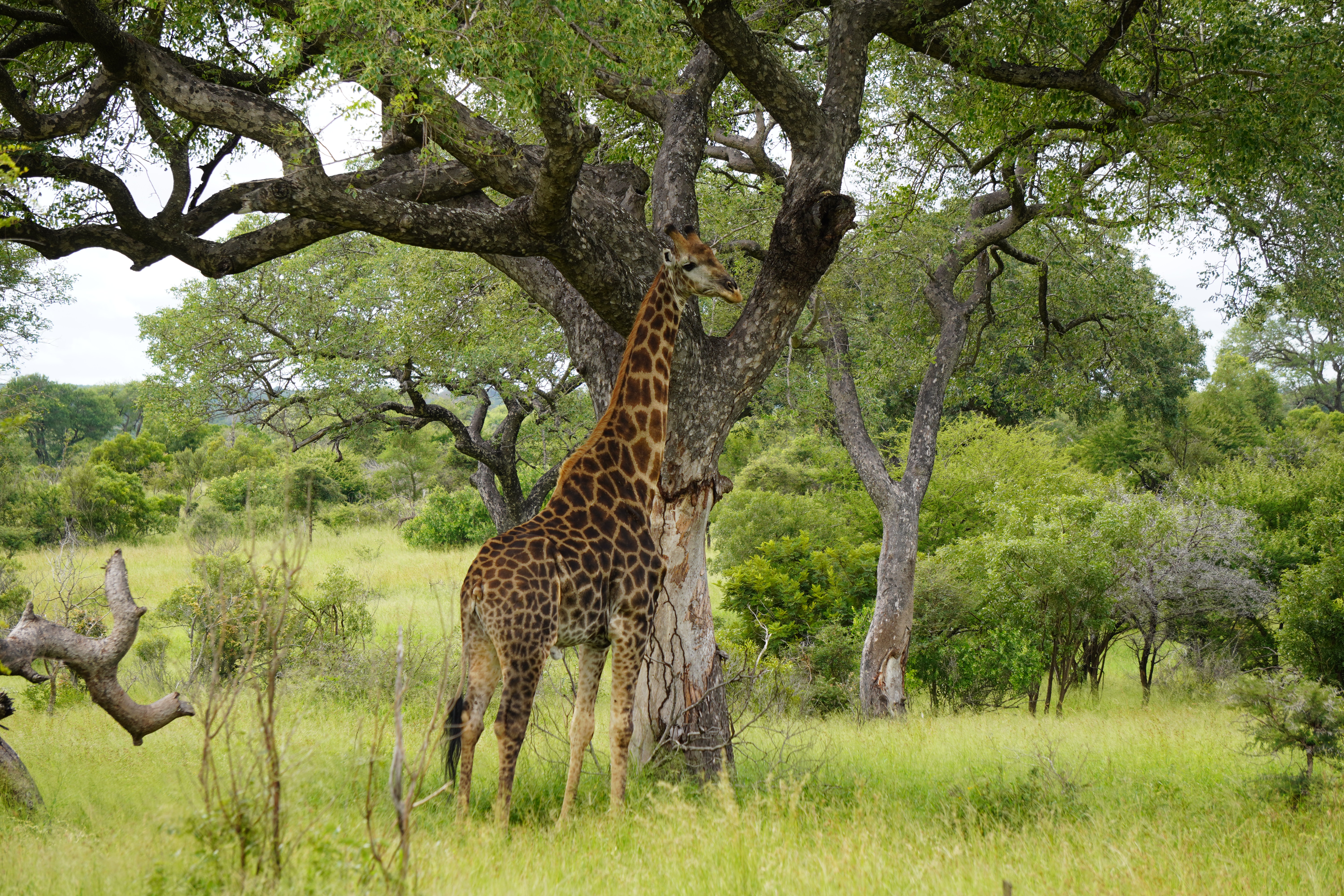 Tyler Neufeld: giraffe standing by a tree