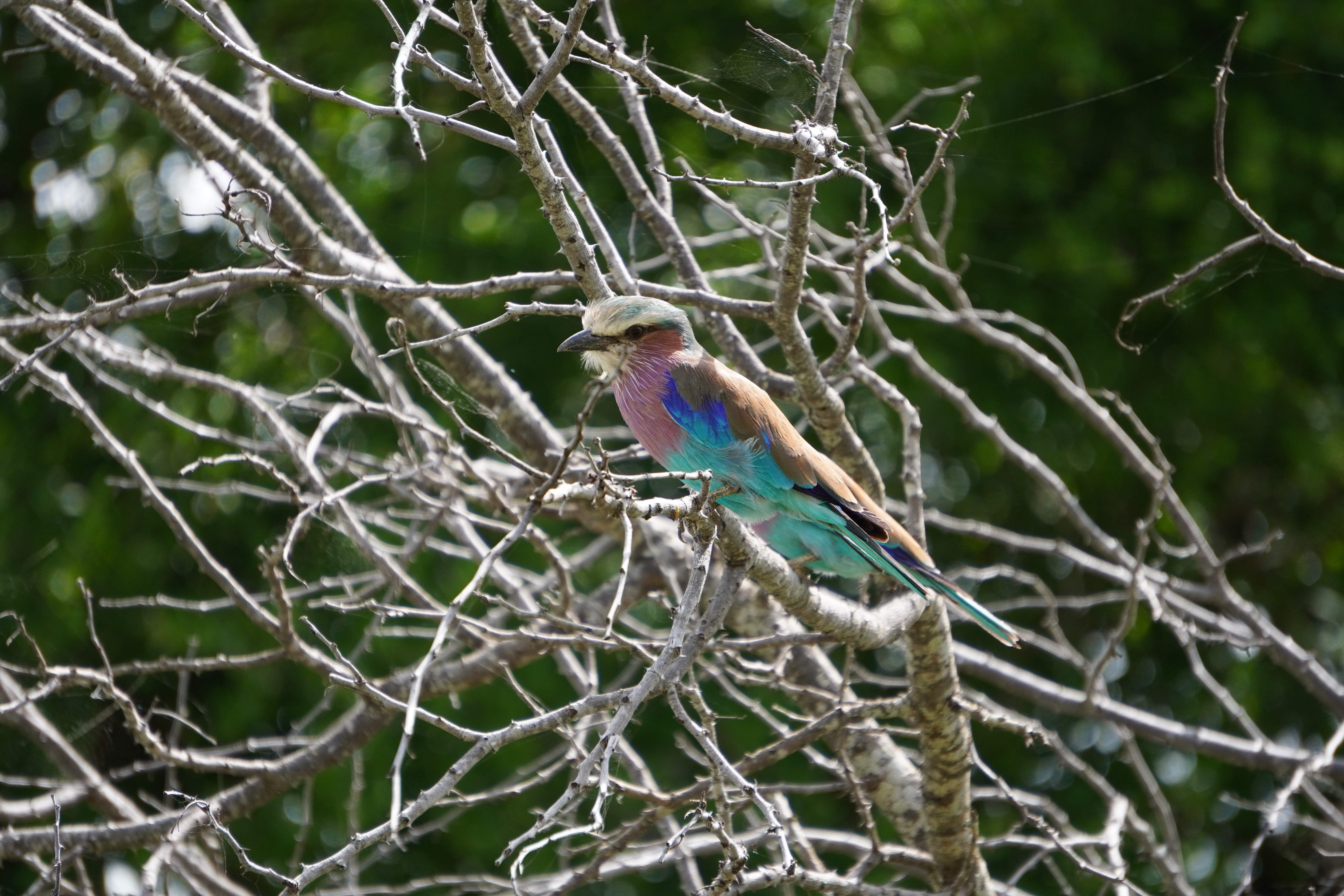 Tyler Neufeld: lilac-breasted roller close up