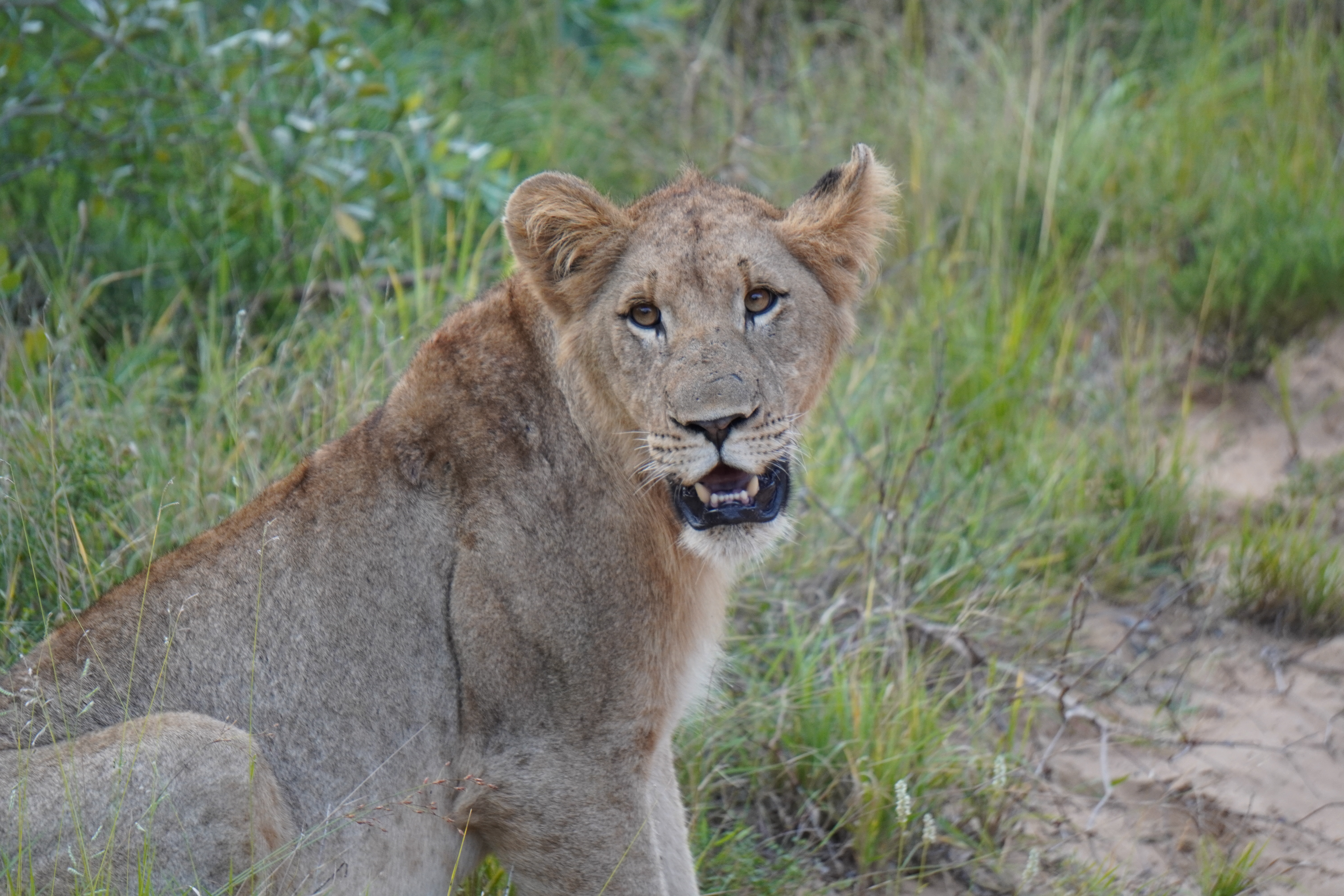 Tyler Neufeld: lioness looking at the camera