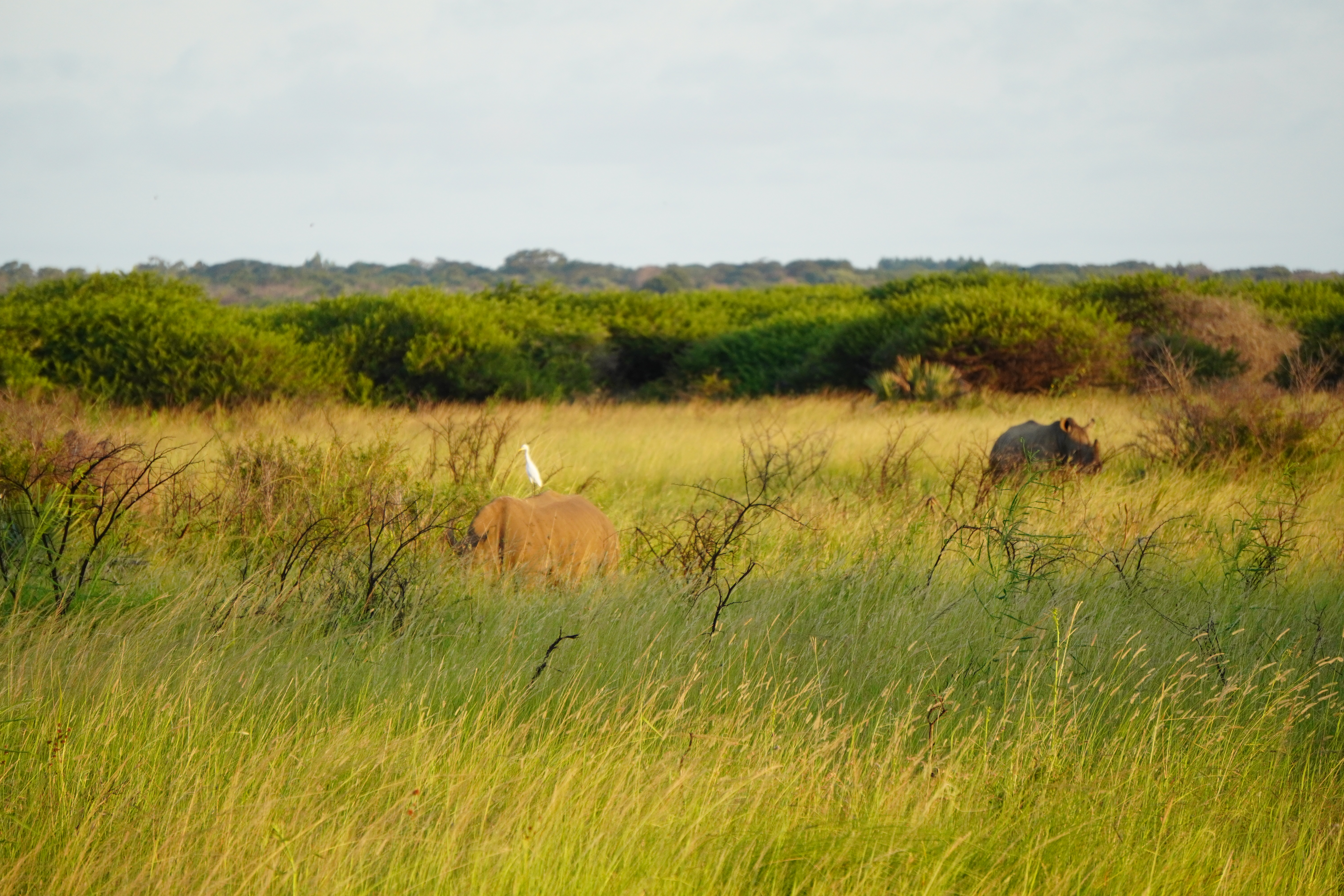 Tyler Neufeld: rhino amongst the grass
