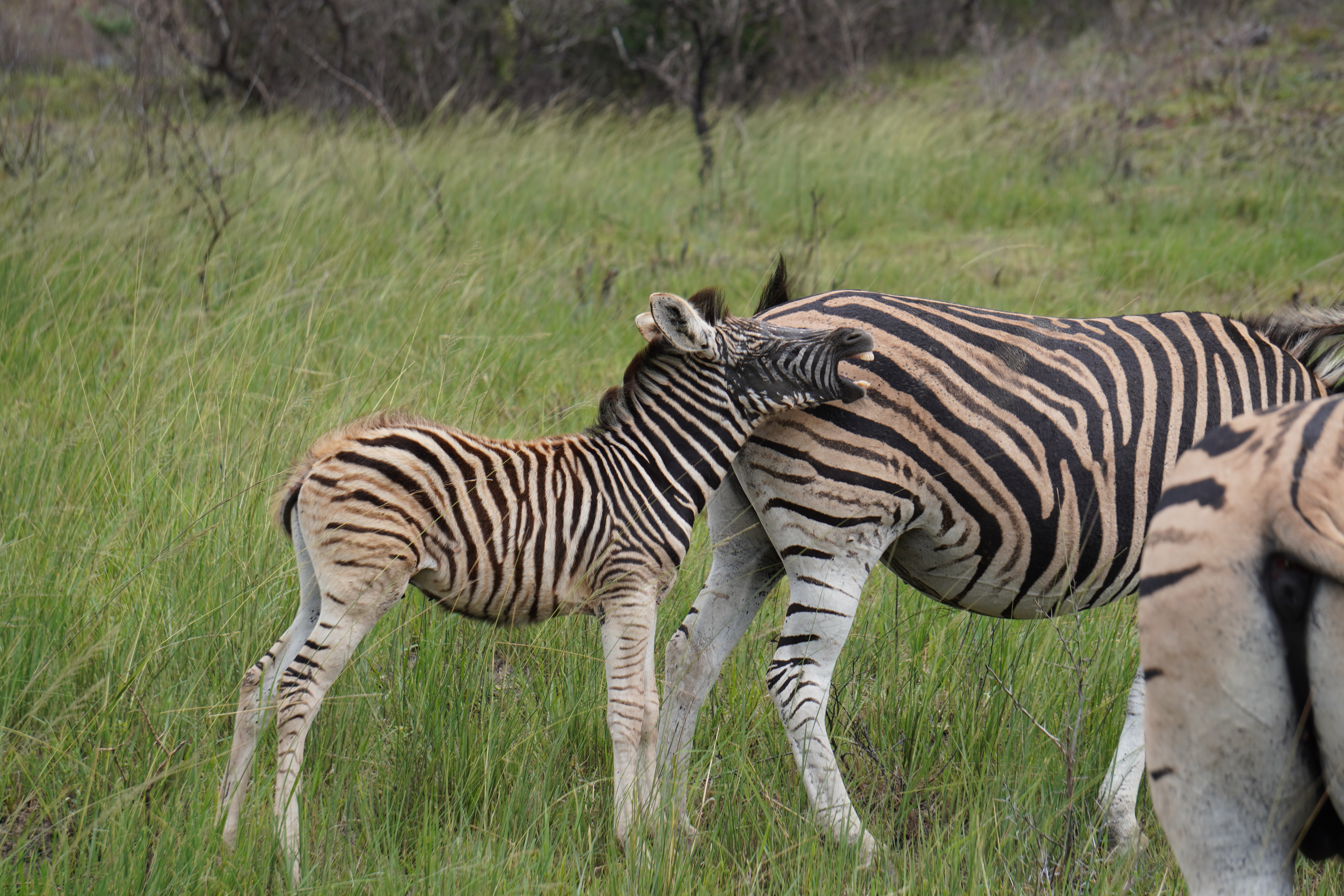 Tyler Neufeld: baby zebra with it's mother
