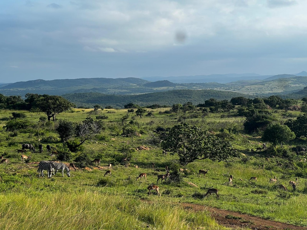 Tyler Neufeld: zebra and antelope grazing 