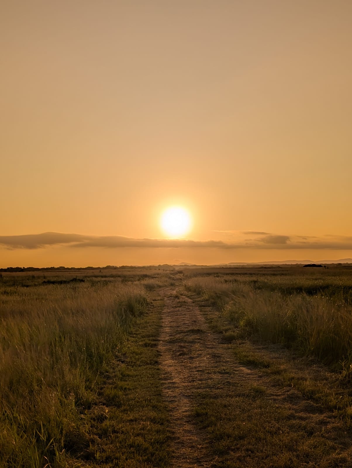 Tyler Neufeld: sunset over the African bush