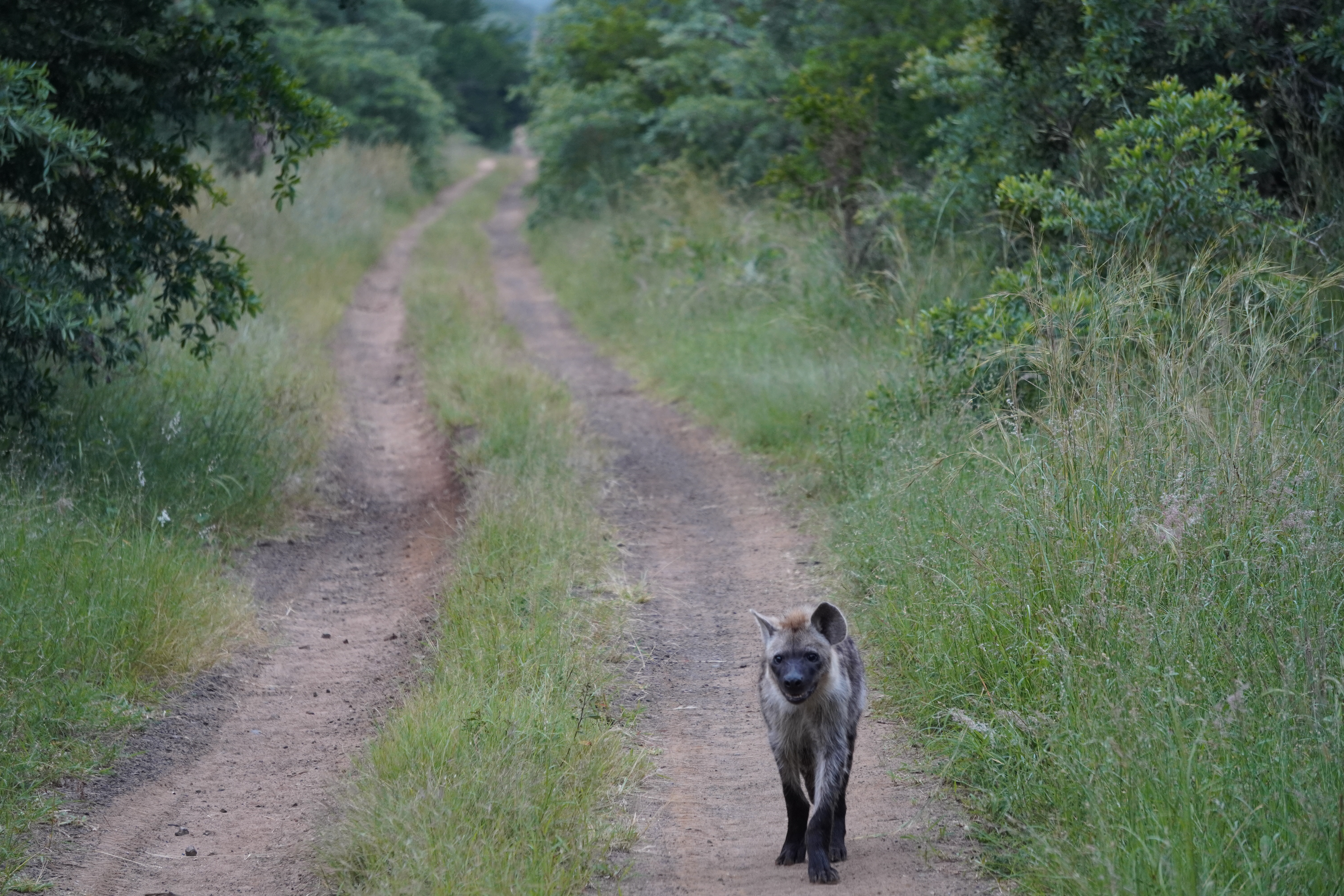 Tyler Neufeld: spotted hyena walking along the track