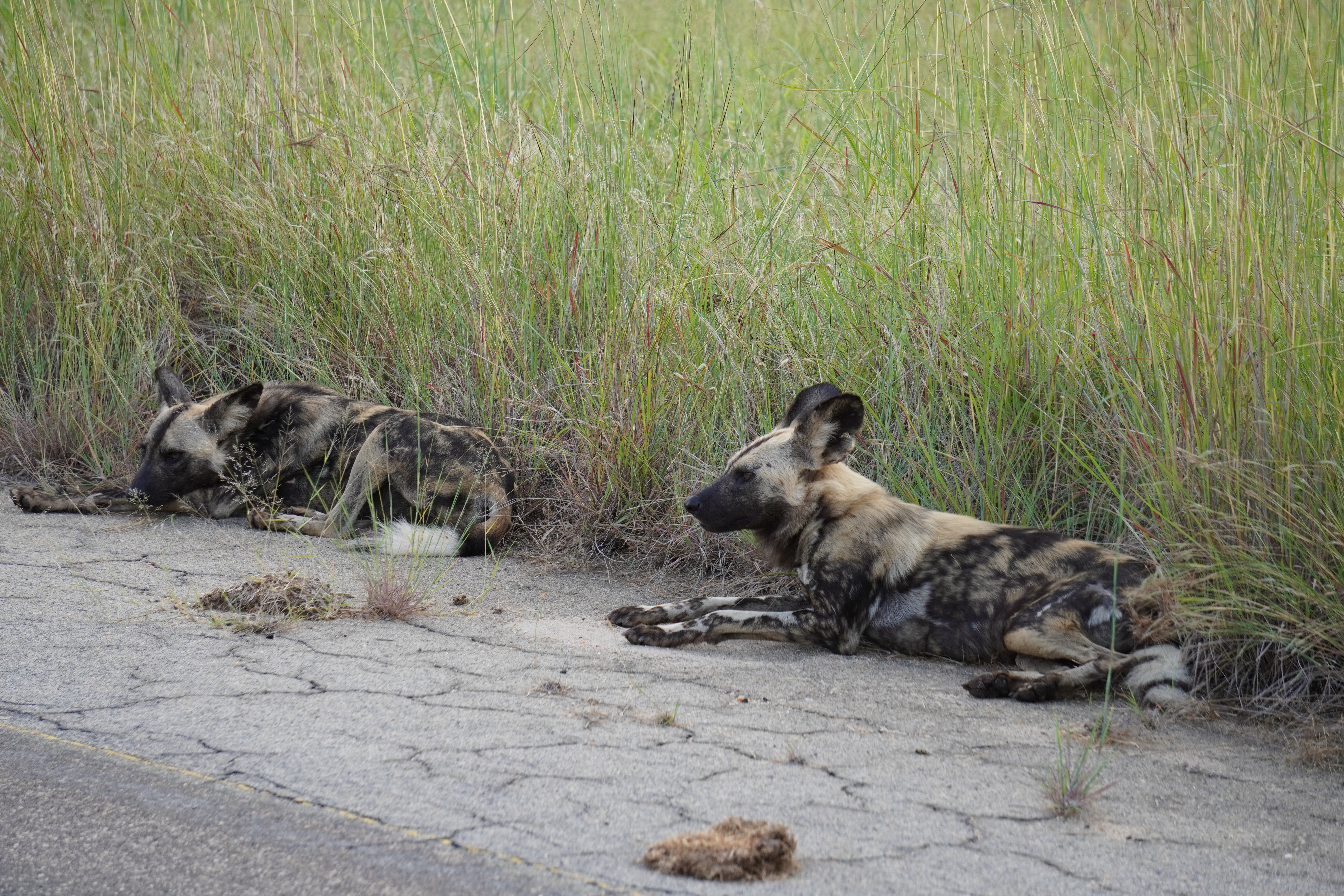 Tyler Neufeld: wild dog laying on the edge of the track