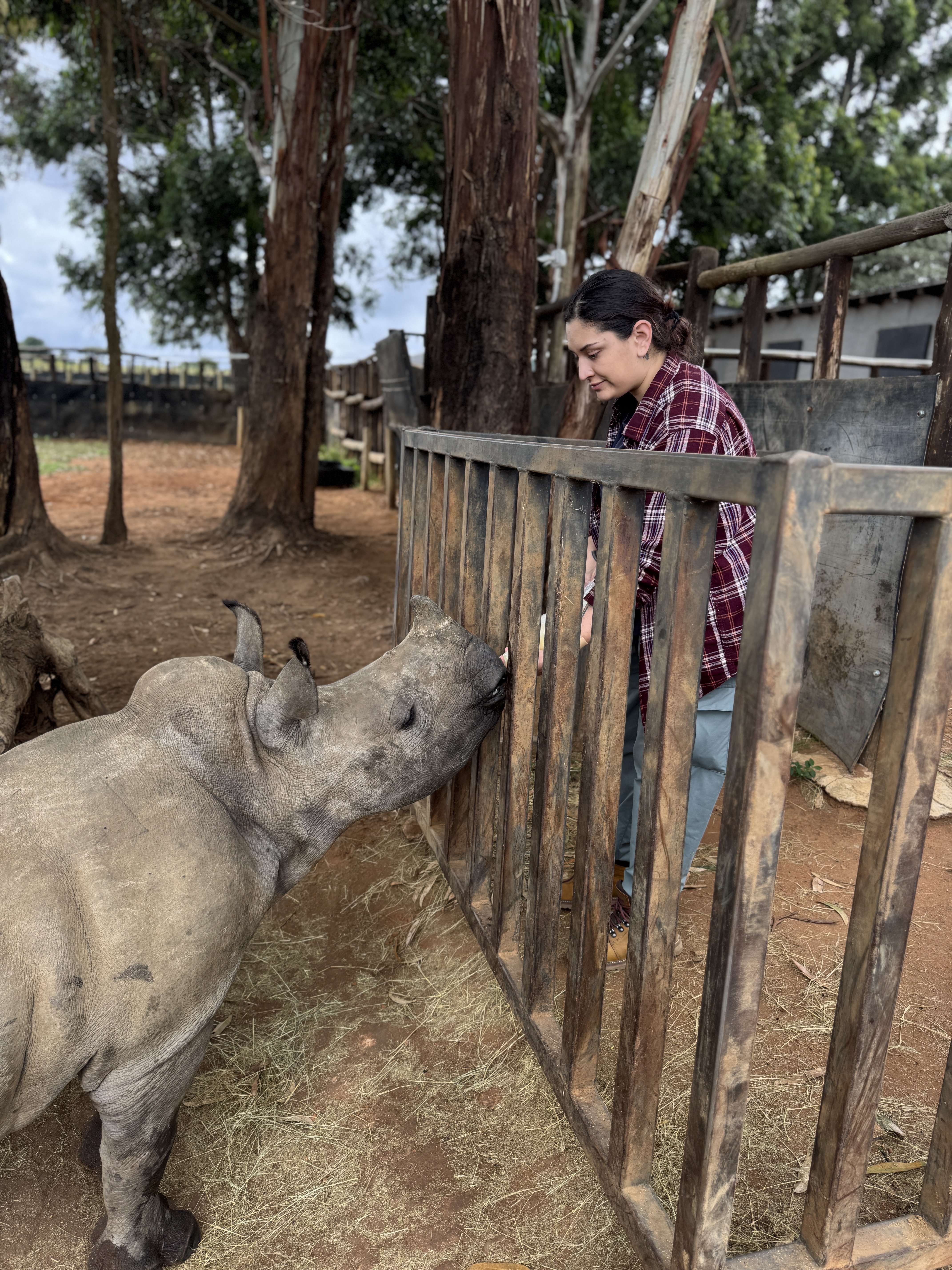 Sophie Cuevas: female volunteer bottle feeding a baby rhino