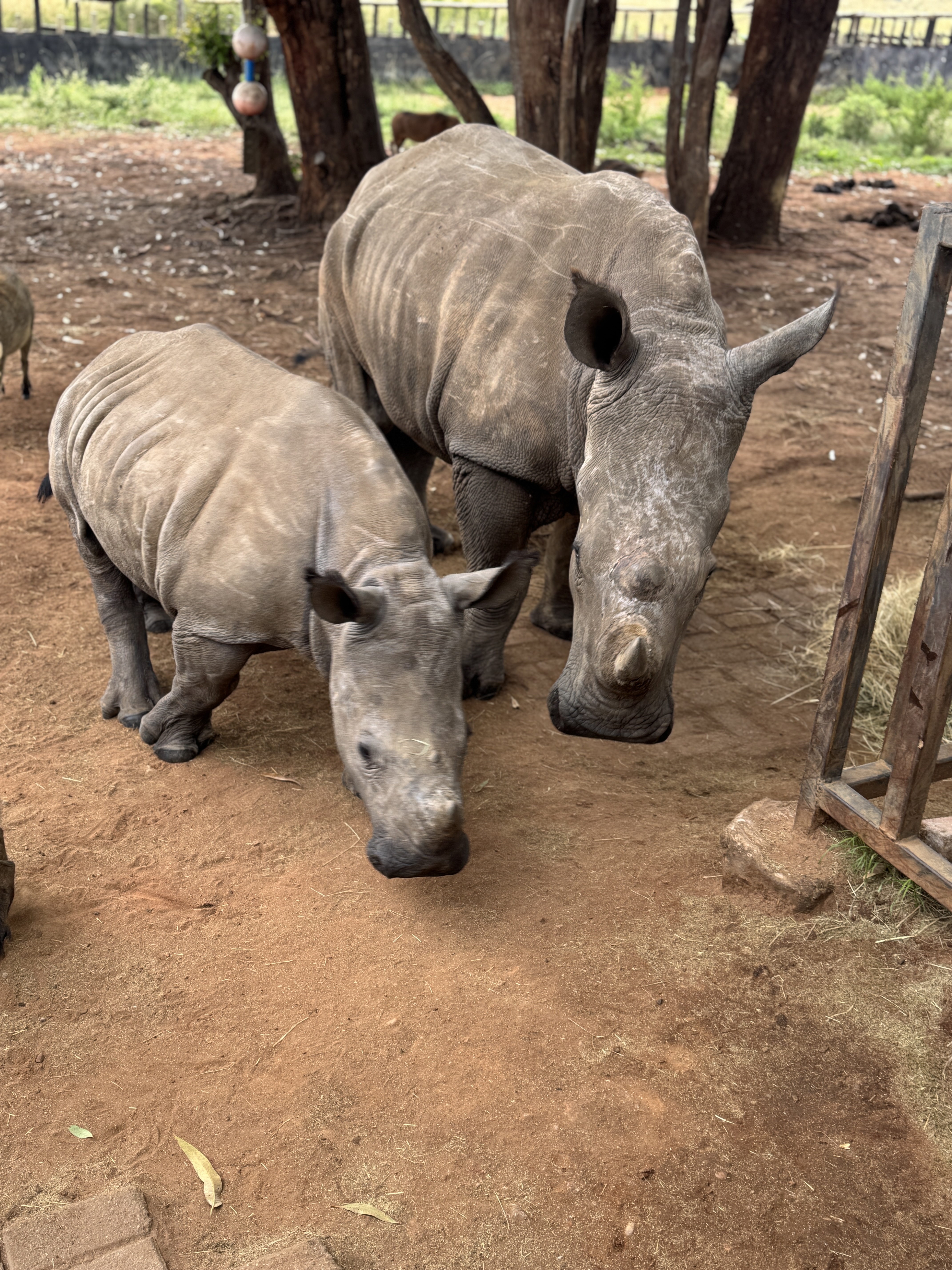 Sophie Cuevas: mother and baby rhino