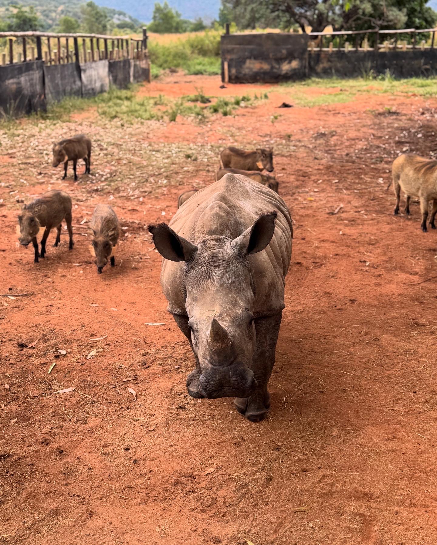 Sophie Cuevas: rhinos and warthogs 