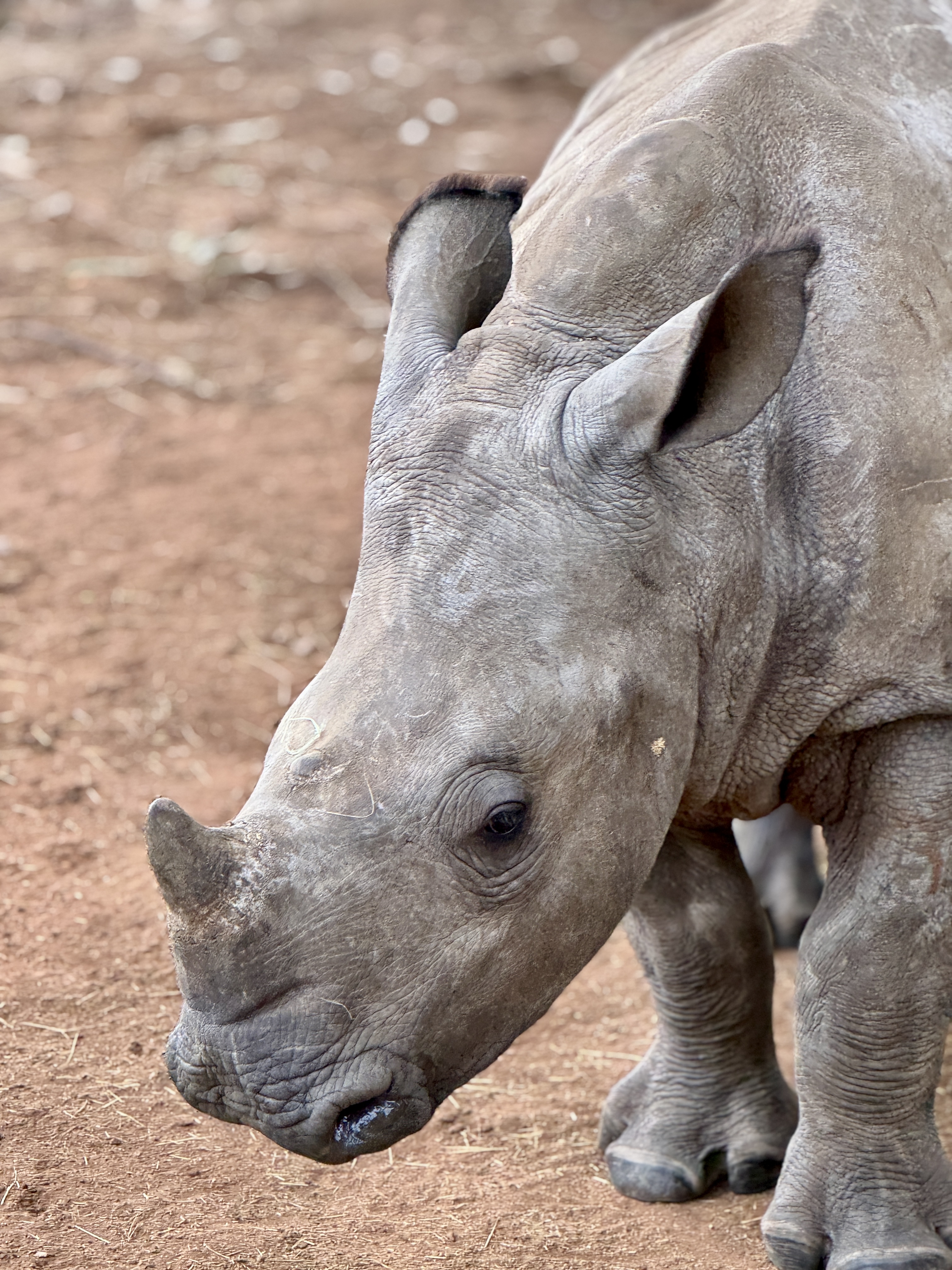 Sophie Cuevas: close up of a rhino