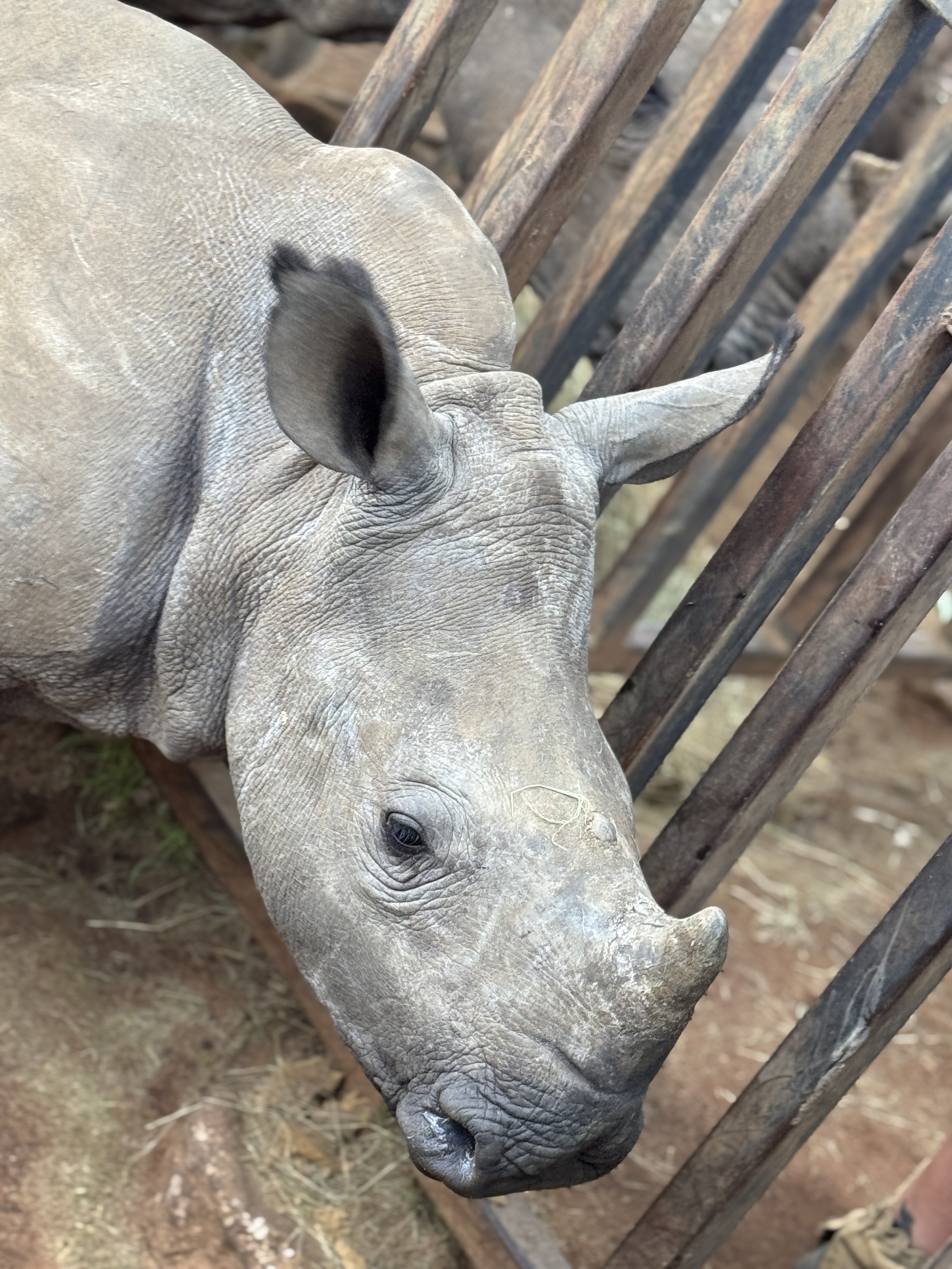 Sophie Cuevas: close up of a rhino