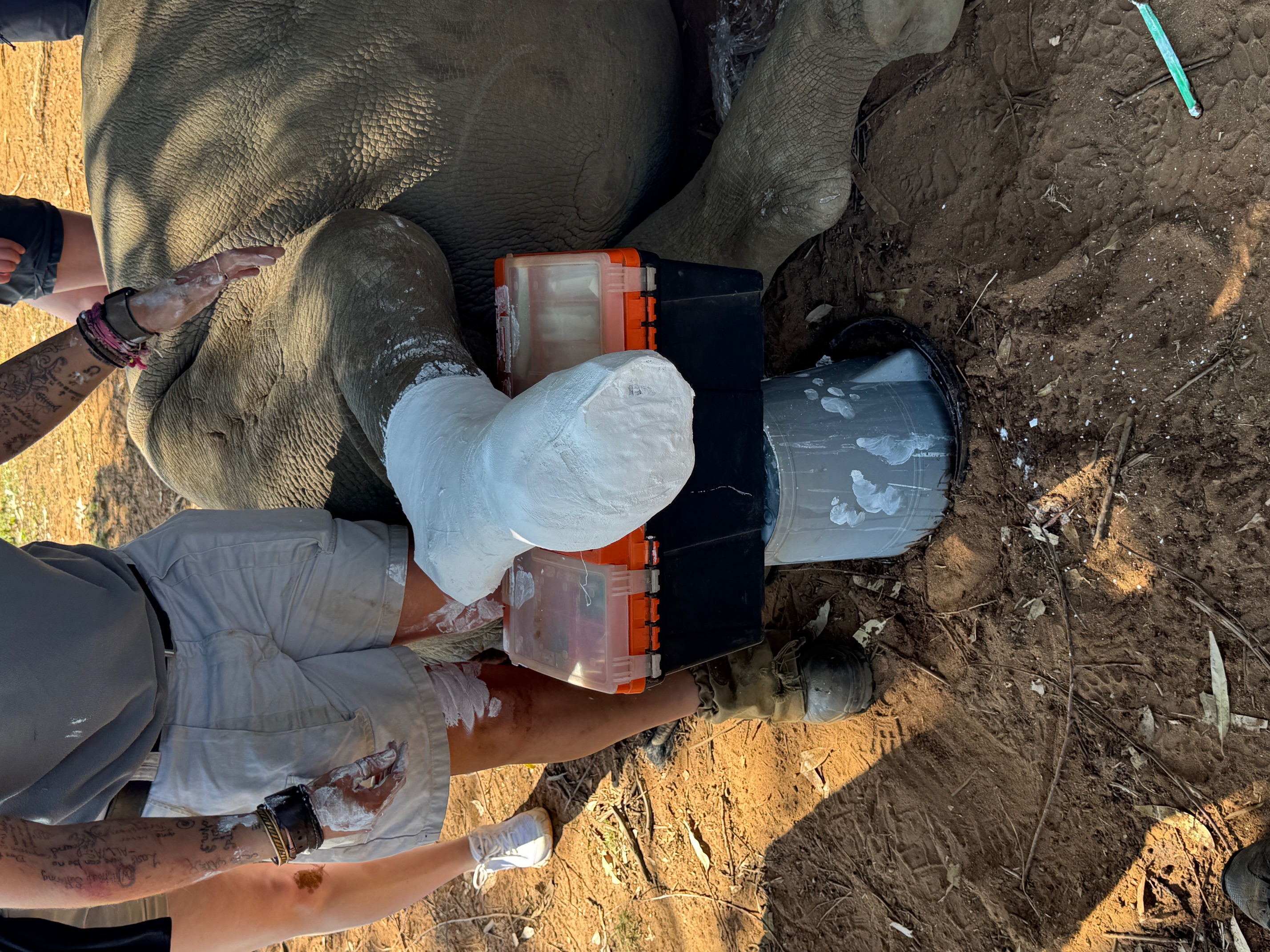 Sophie Cuevas: rhino laying down with cast on leg