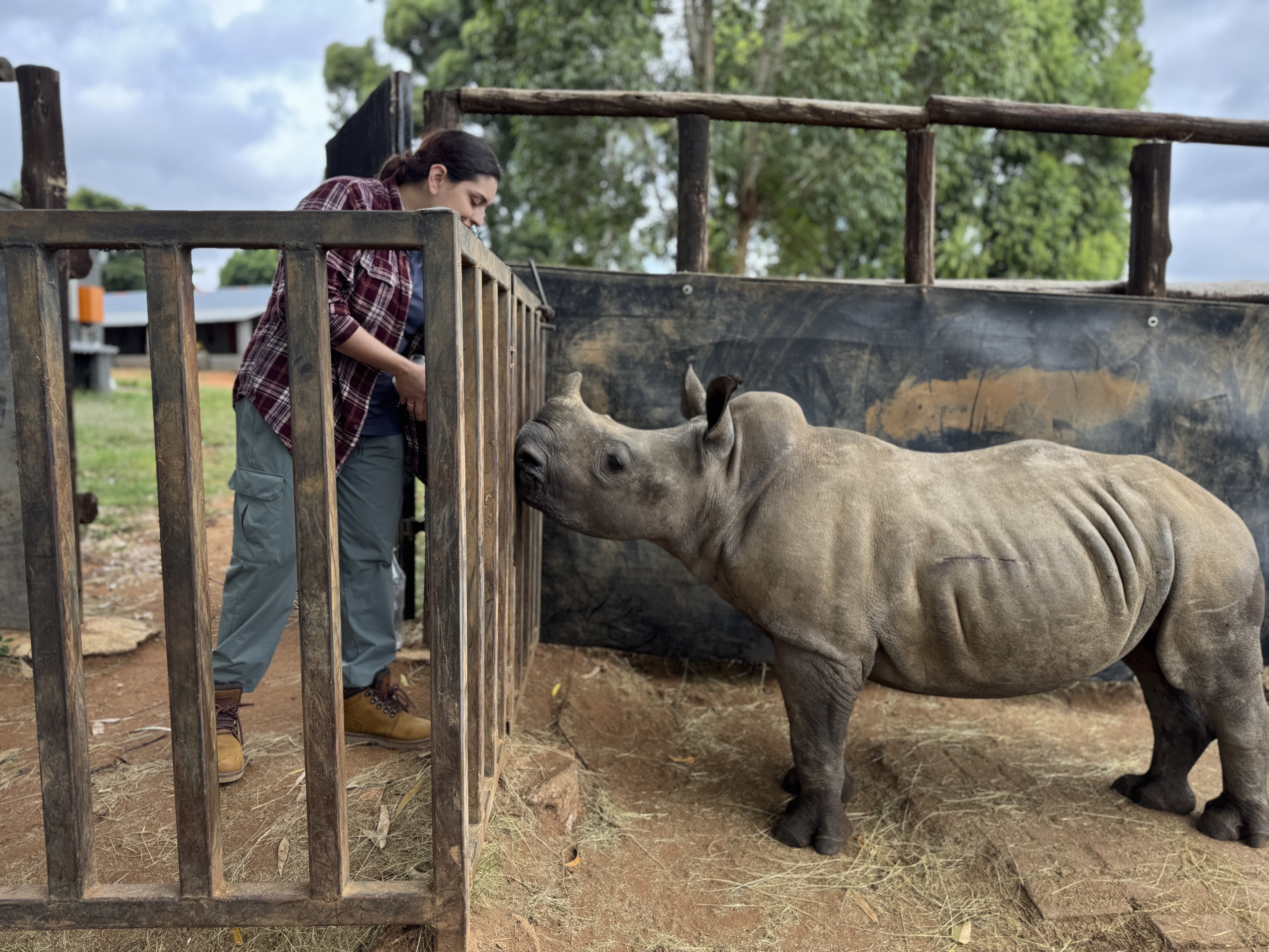 Sophie Cuevas: female volunteer bottle feeding baby rhino