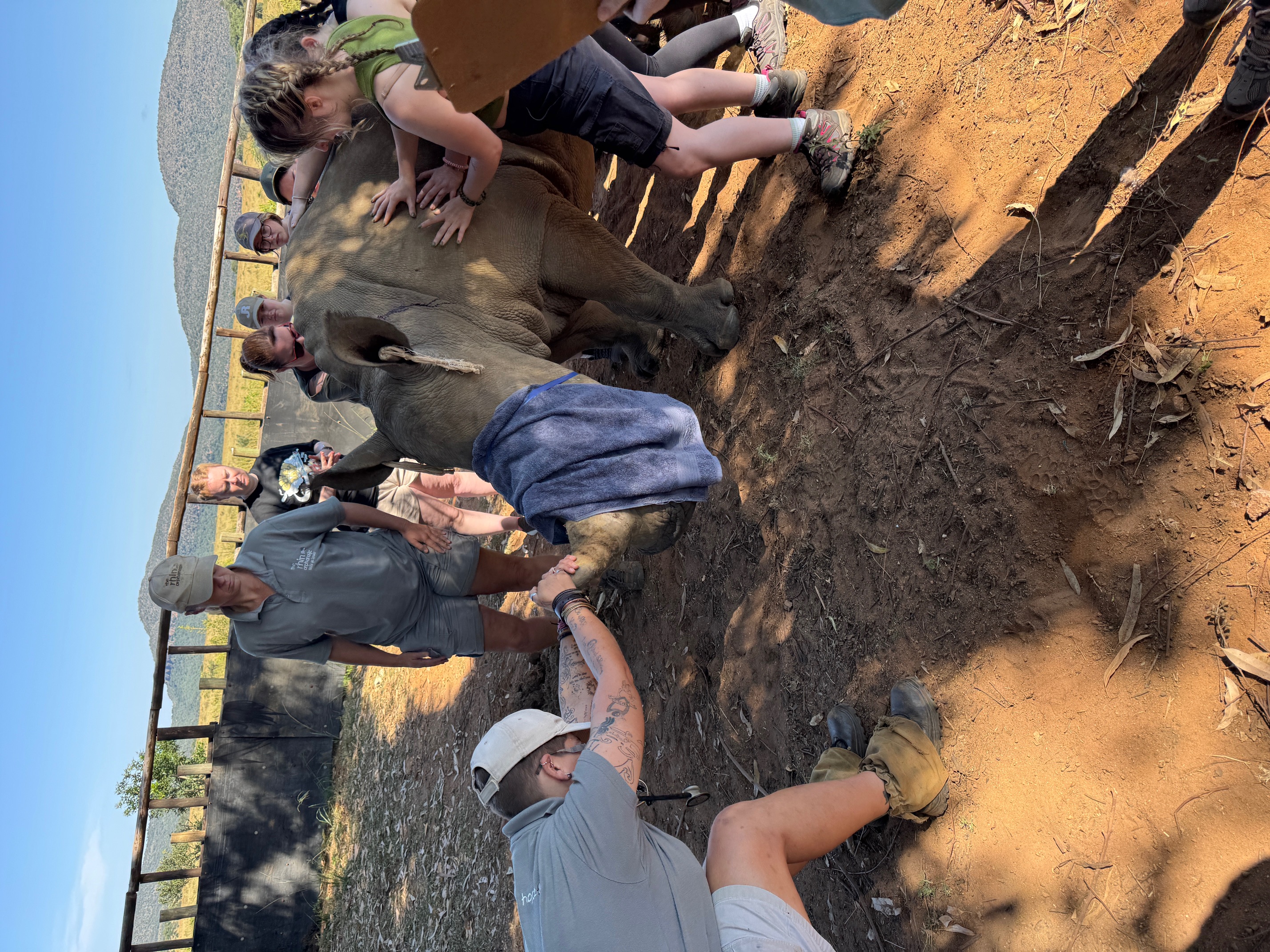 Sophie Cuevas: project staff leading blindfolded rhino to surgery location