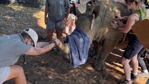Sophie Cuevas: project staff leading blindfolded rhino to surgery location