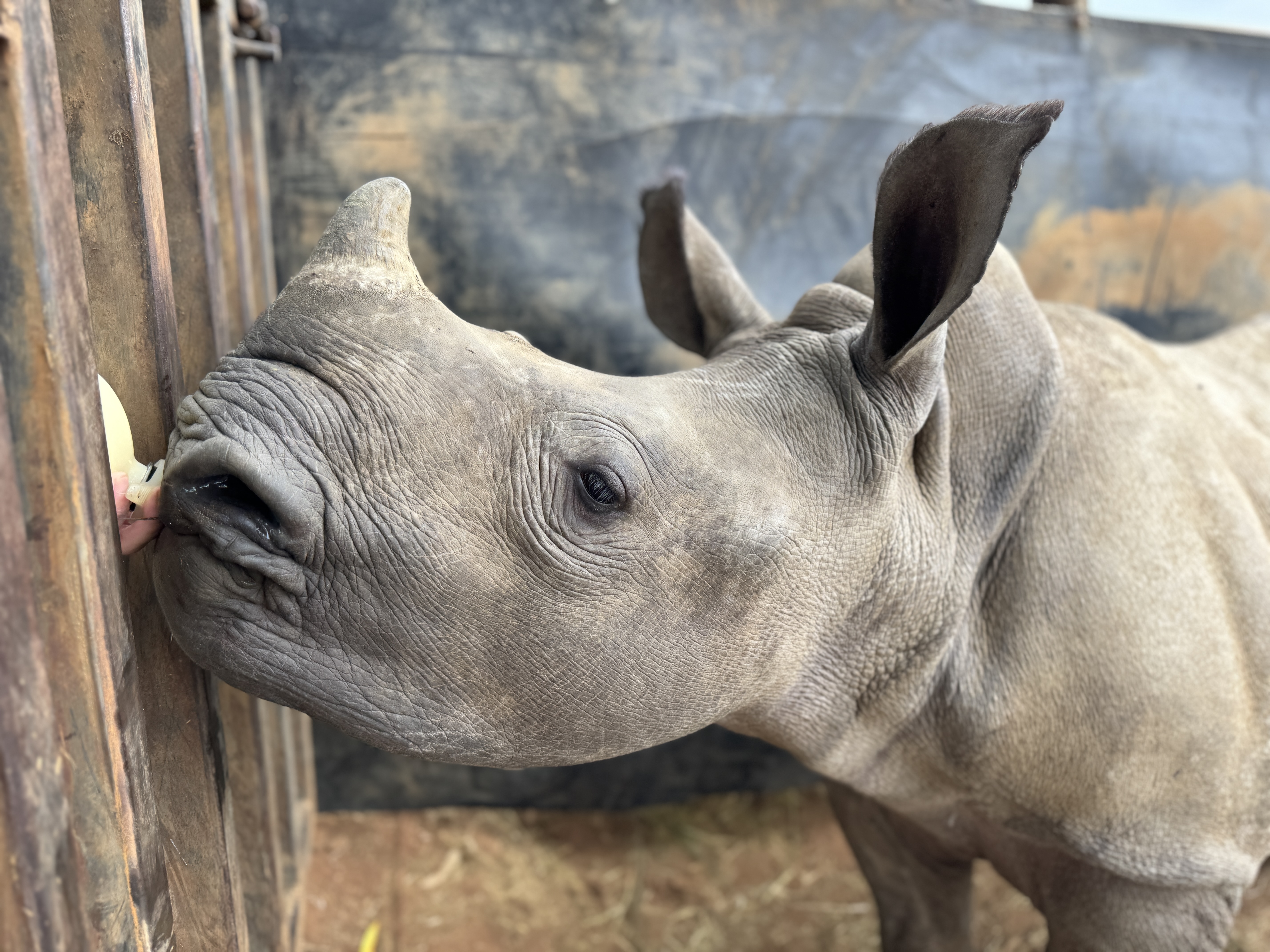 Sophie Cuevas: close up of a rhino