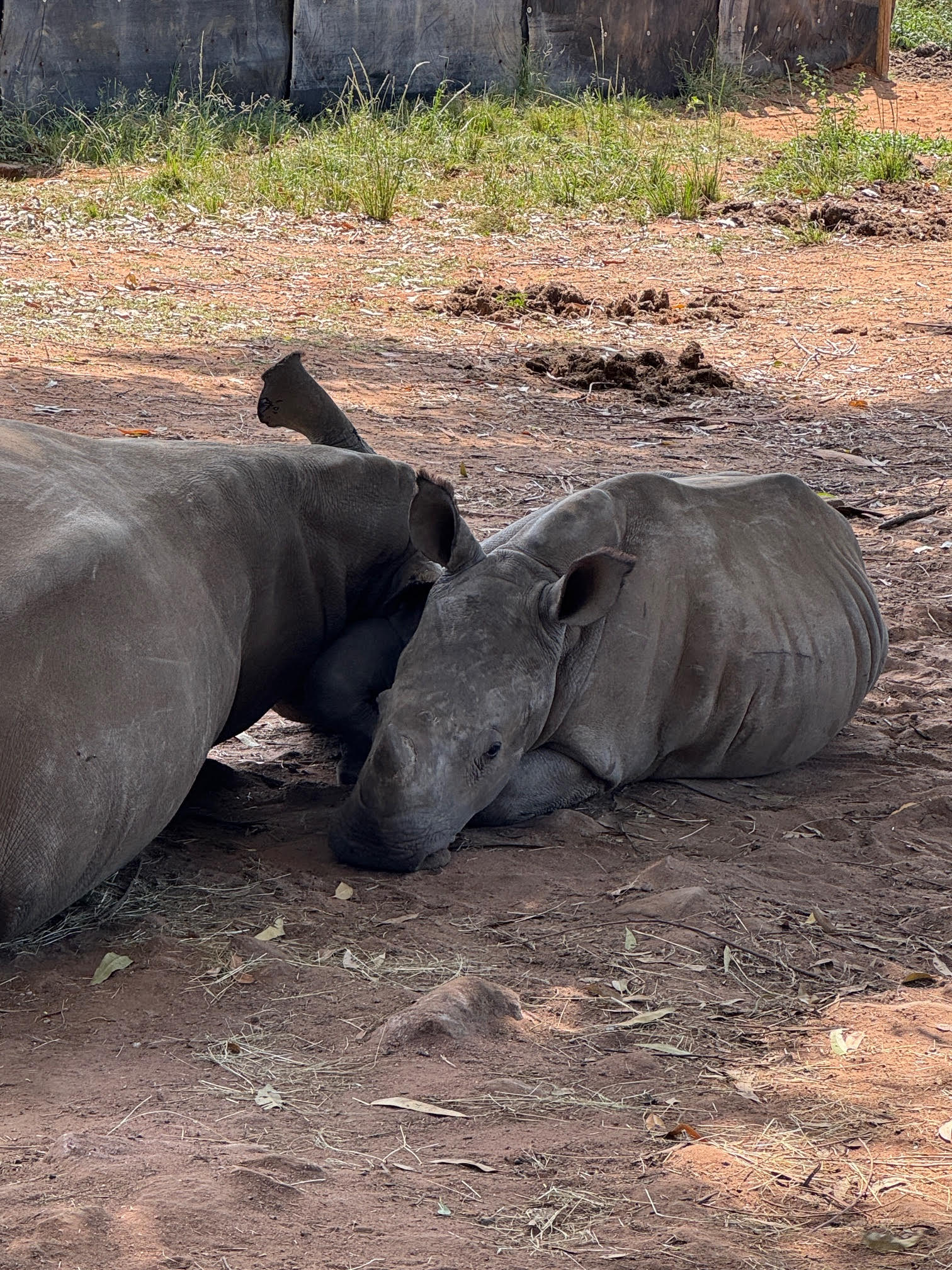 Sophie Cuevas: rhinos lying in the shade