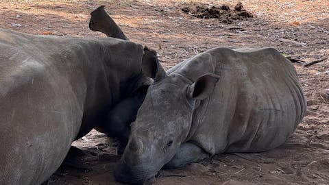 Sophie Cuevas: rhinos lying in the shade