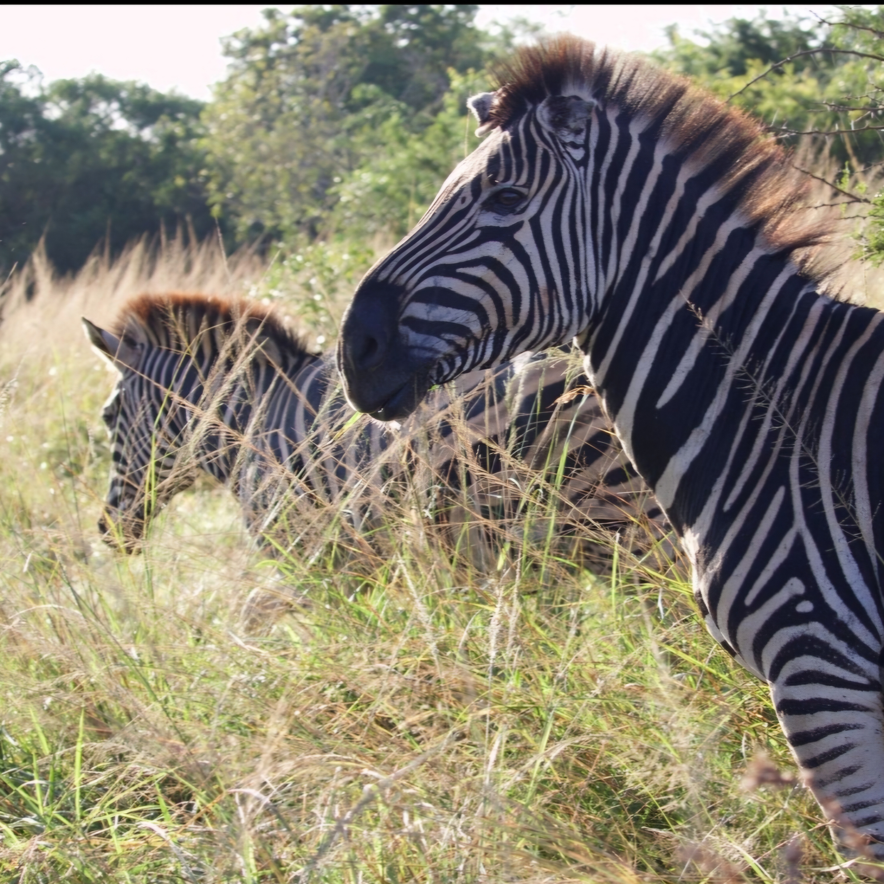 Cheryl Galbraith: zebra's in the bush