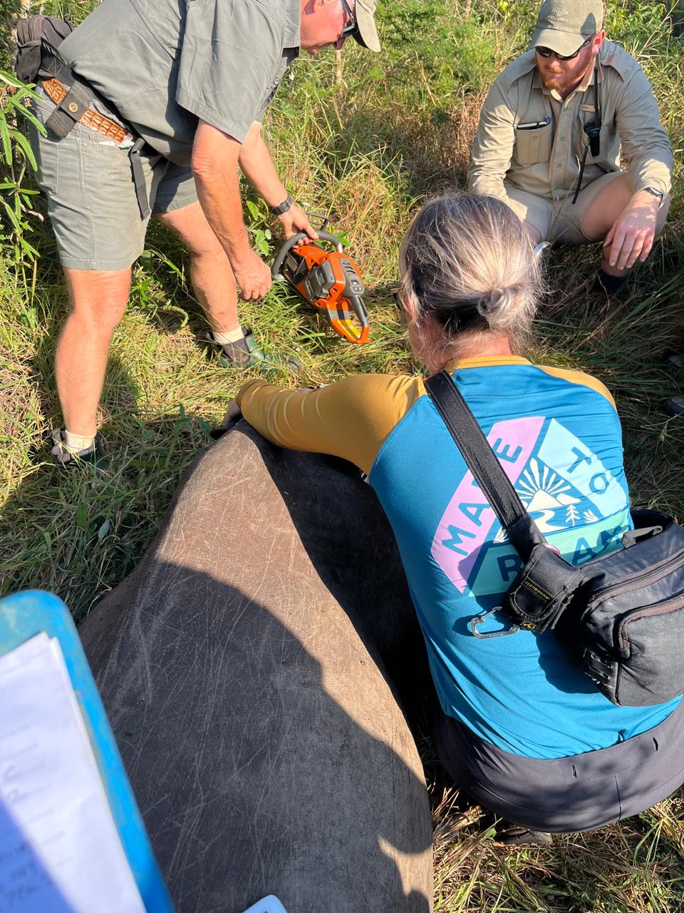 Cheryl Galbraith: female volunteer helping with a rhino horn trimming 