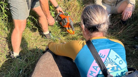 Cheryl Galbraith: female volunteer helping with a rhino horn trimming
