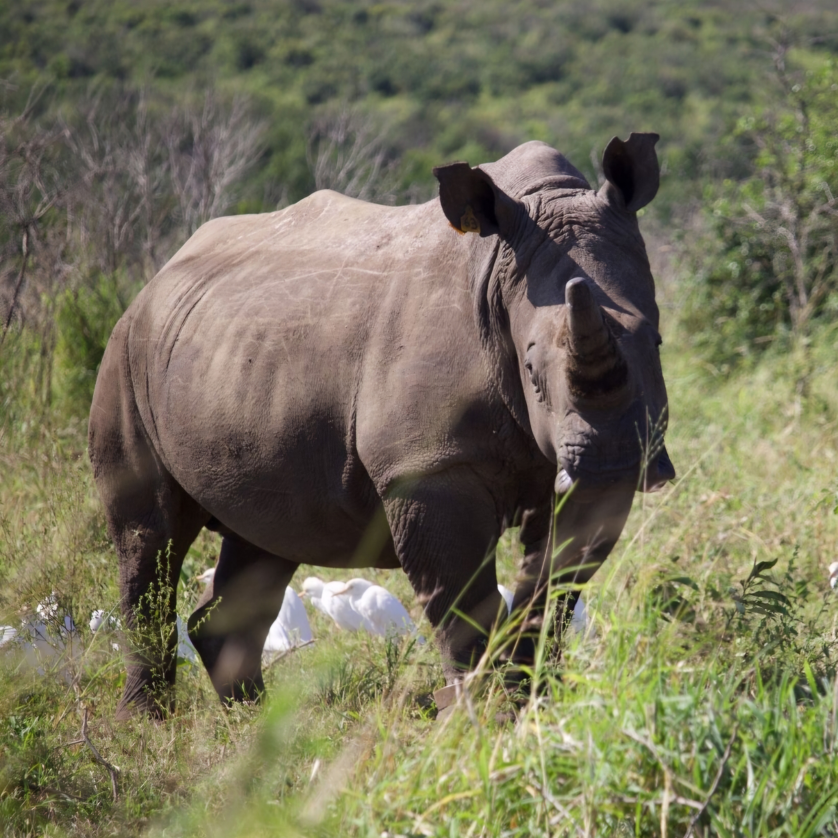 Cheryl Galbraith: close up of a rhino
