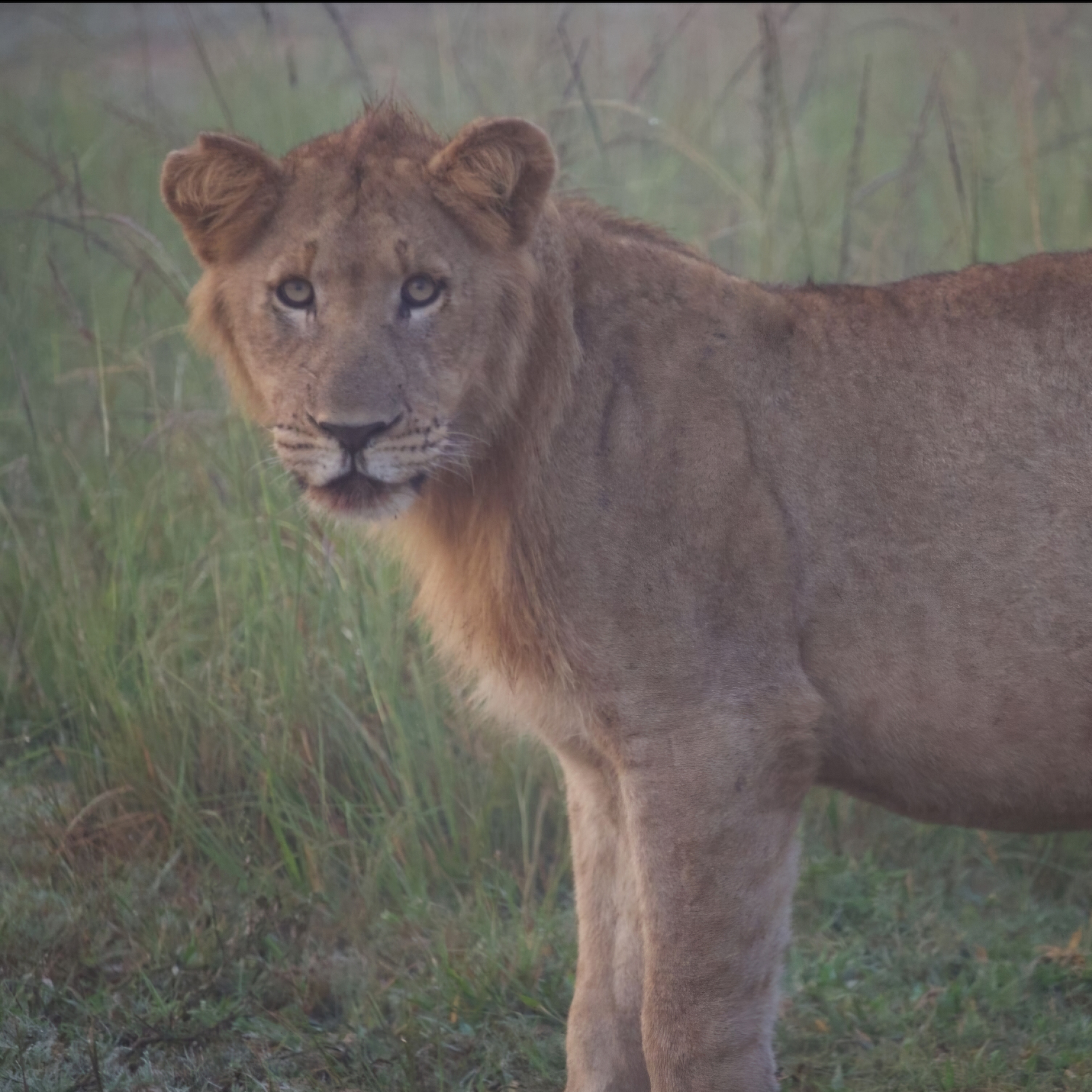 Cheryl Galbraith: close up of a lion cub in the bush