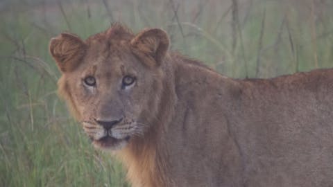 Cheryl Galbraith: close up of a lion cub in the bush
