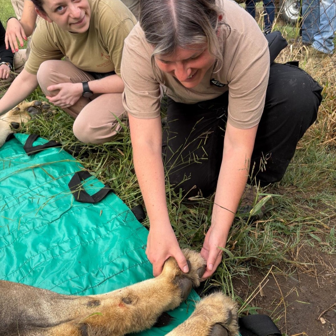 Cheryl Galbraith: female volunteer holding a sedated lion paw
