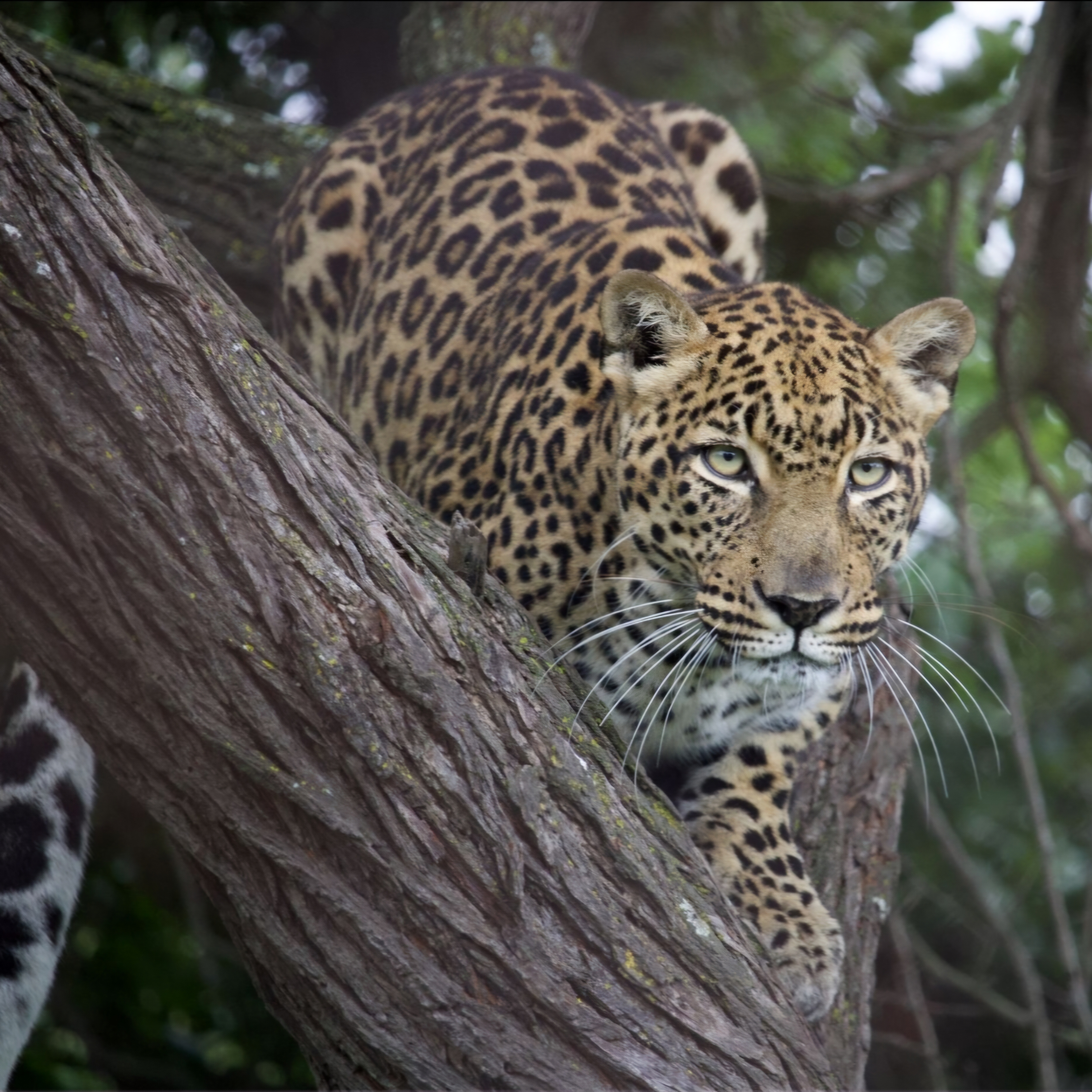 Cheryl Galbraith: close up of a leopard in  a tree