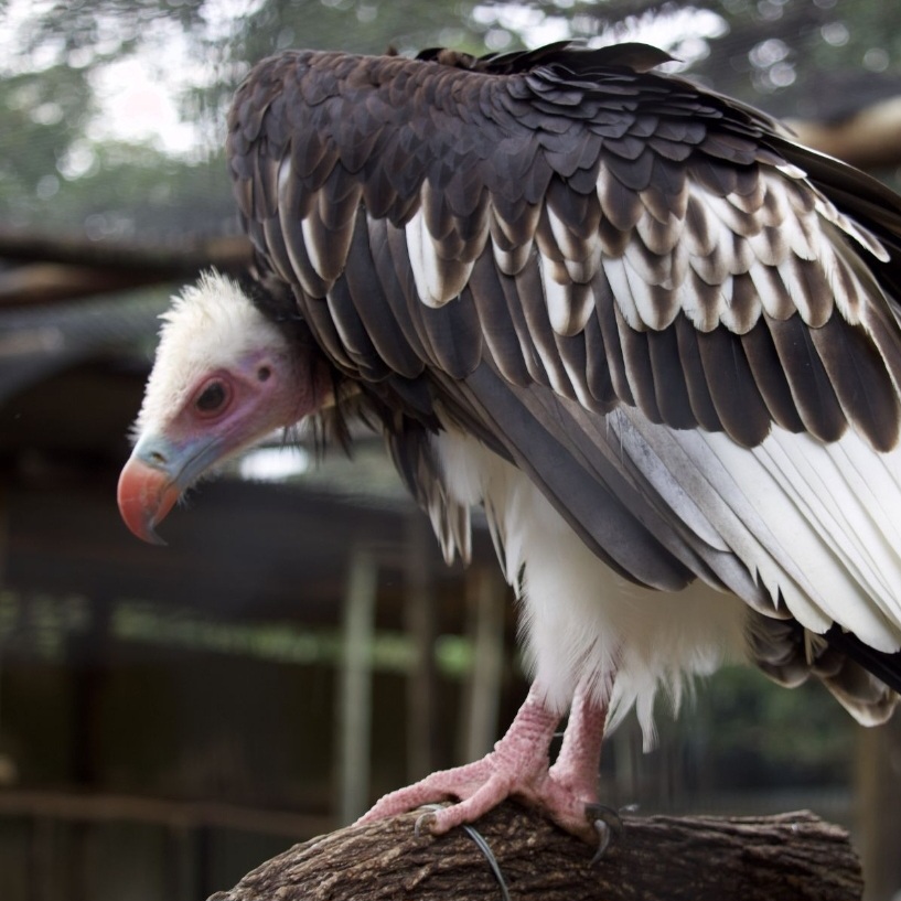 Cheryl Galbraith: close up of an eagle