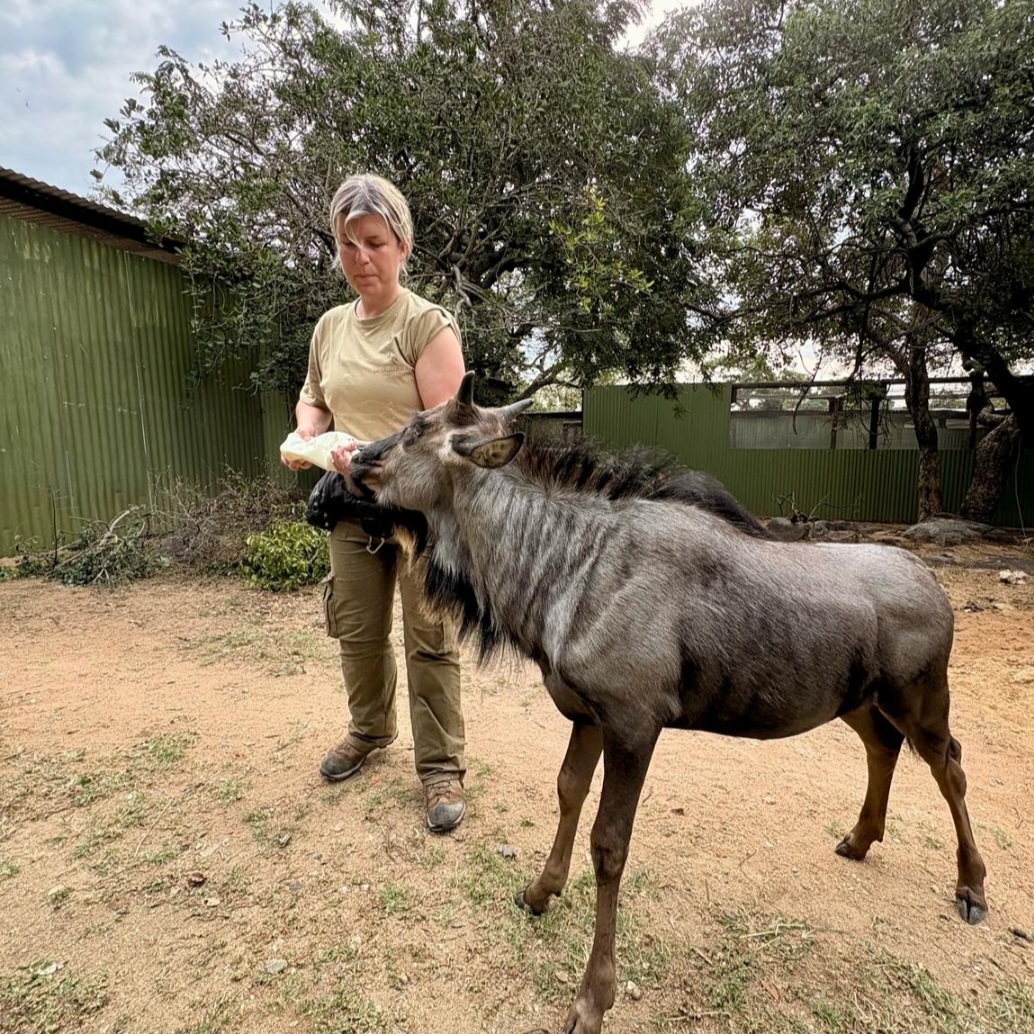 Cheryl Galbraith: female volunteer feeding a baby bison 