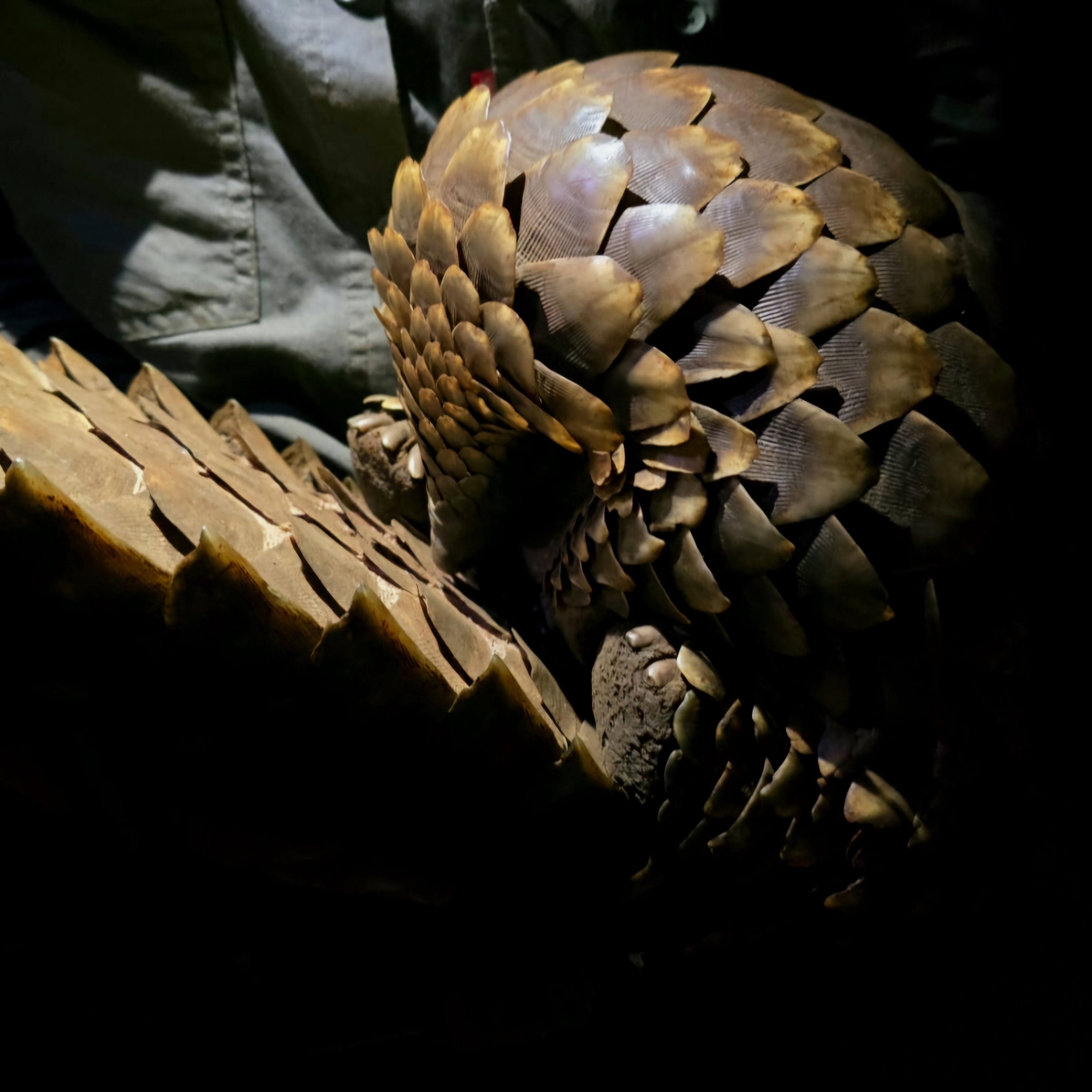 Cheryl Galbraith: pangolin being examined under torch light 