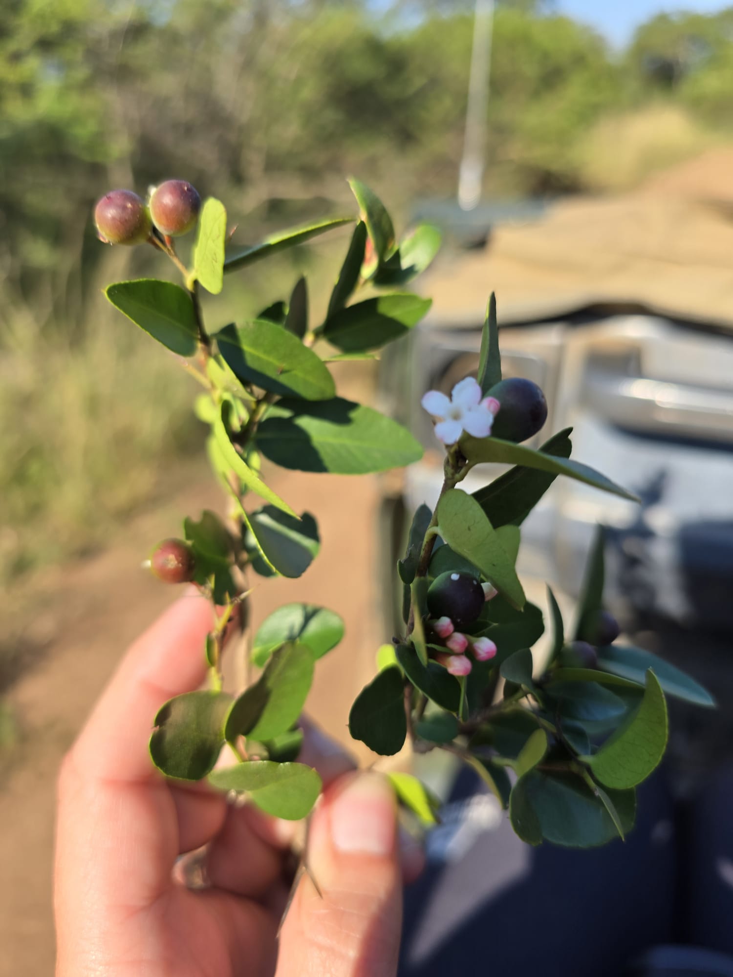 Cheryl Galbraith: volunteering holding a plant 