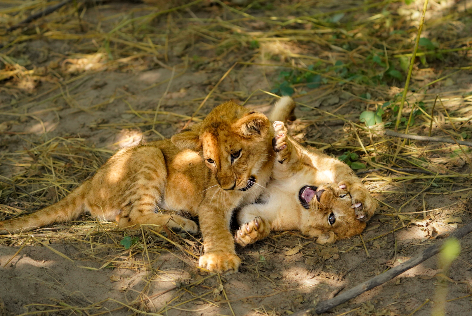 Isabella Drenthen: lion cubs playing 