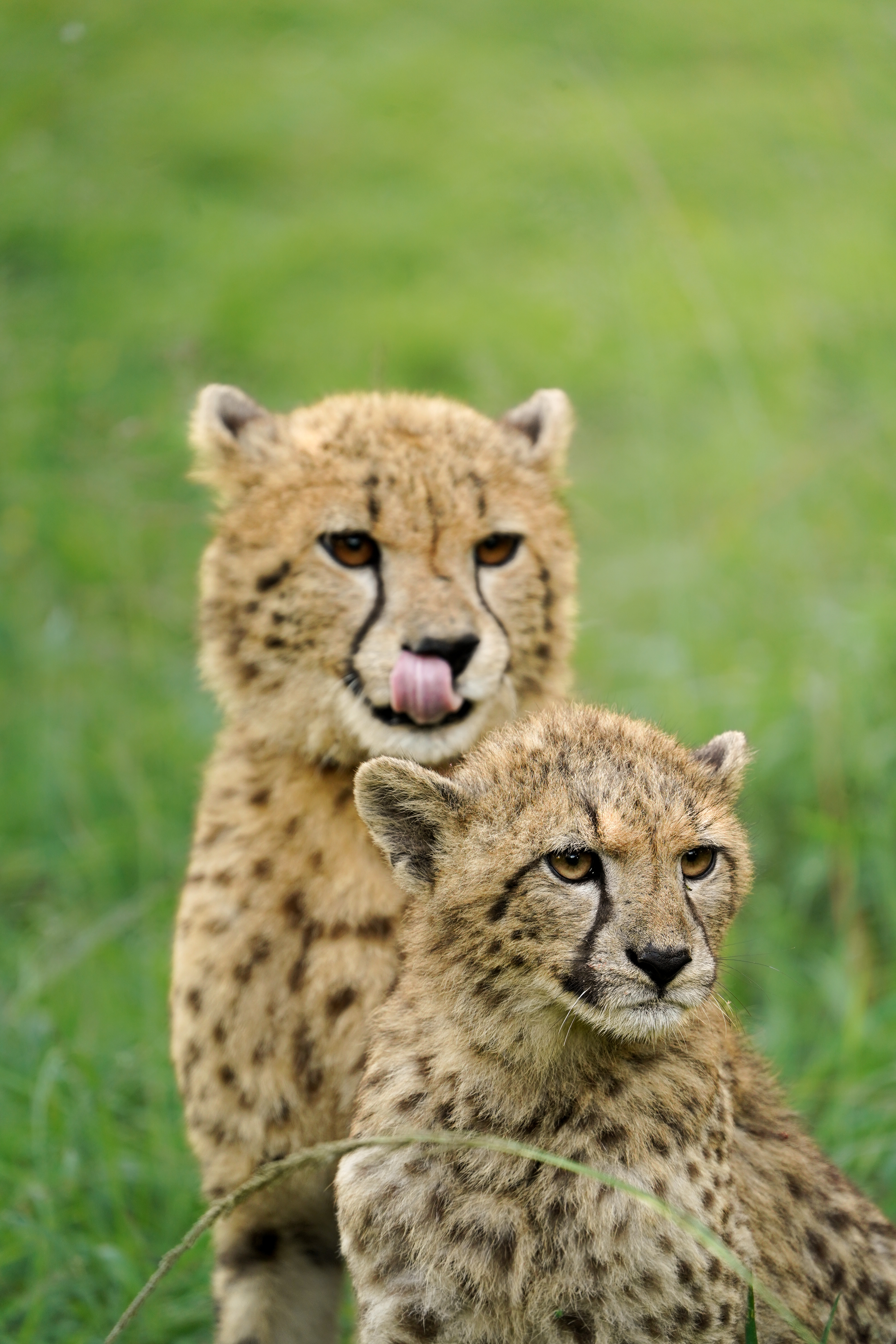 Isabella Drenthen: mother and baby cheetah