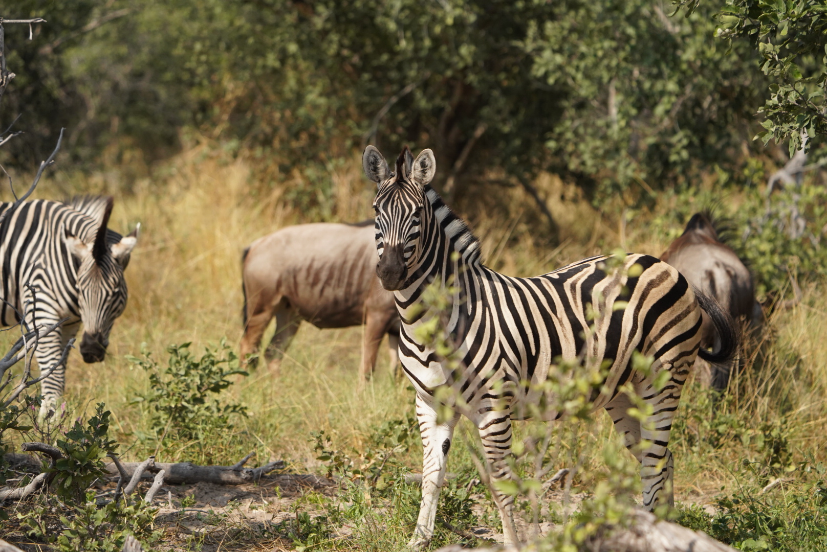 Isabella Drenthen: zebra in the bush